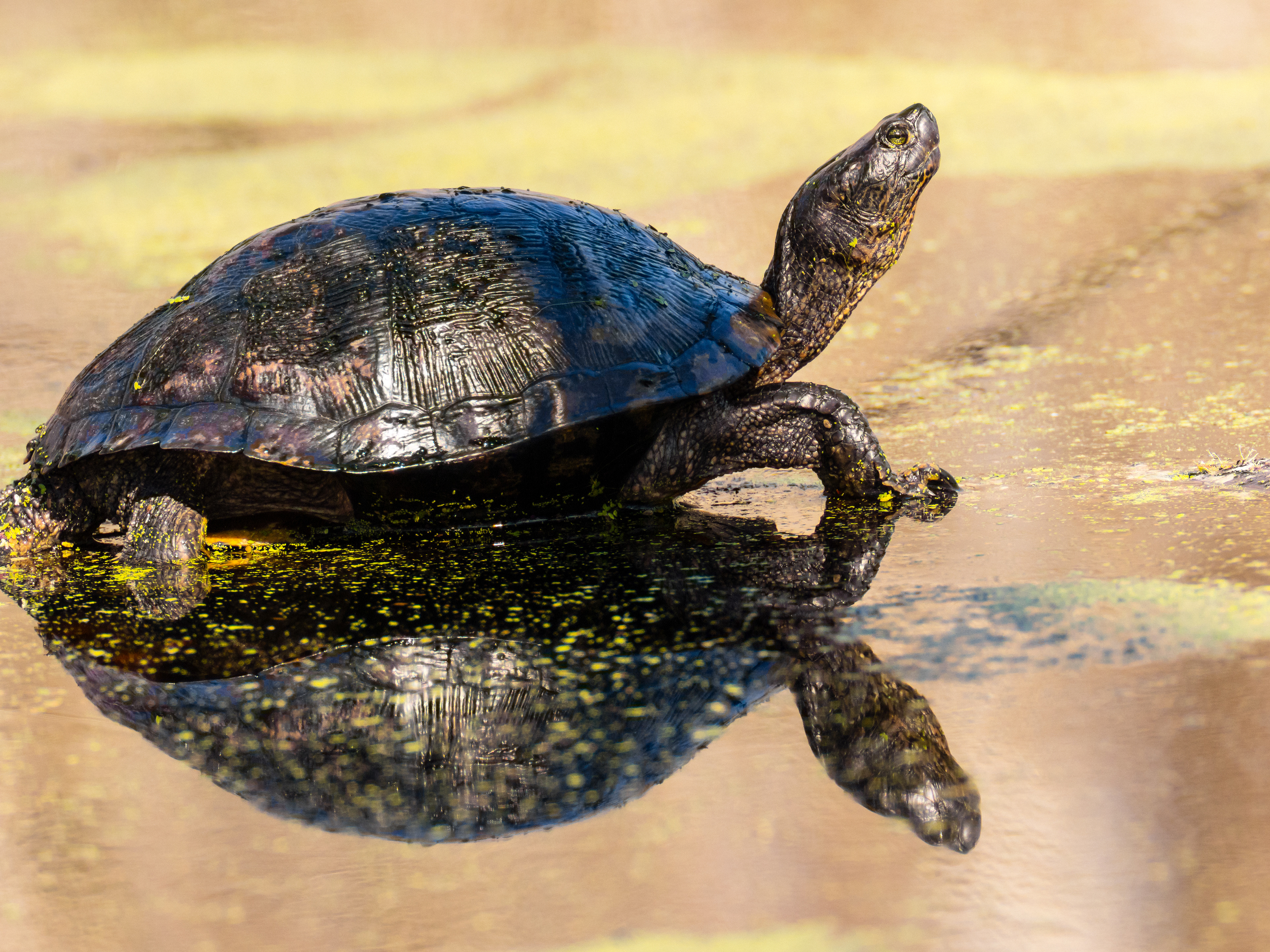 A Red-eared Slider (Trachemys Scripta Elegans) warming in the afternoon sun on a beautiful winter day at Brazos Bend State Park, Texas USA.