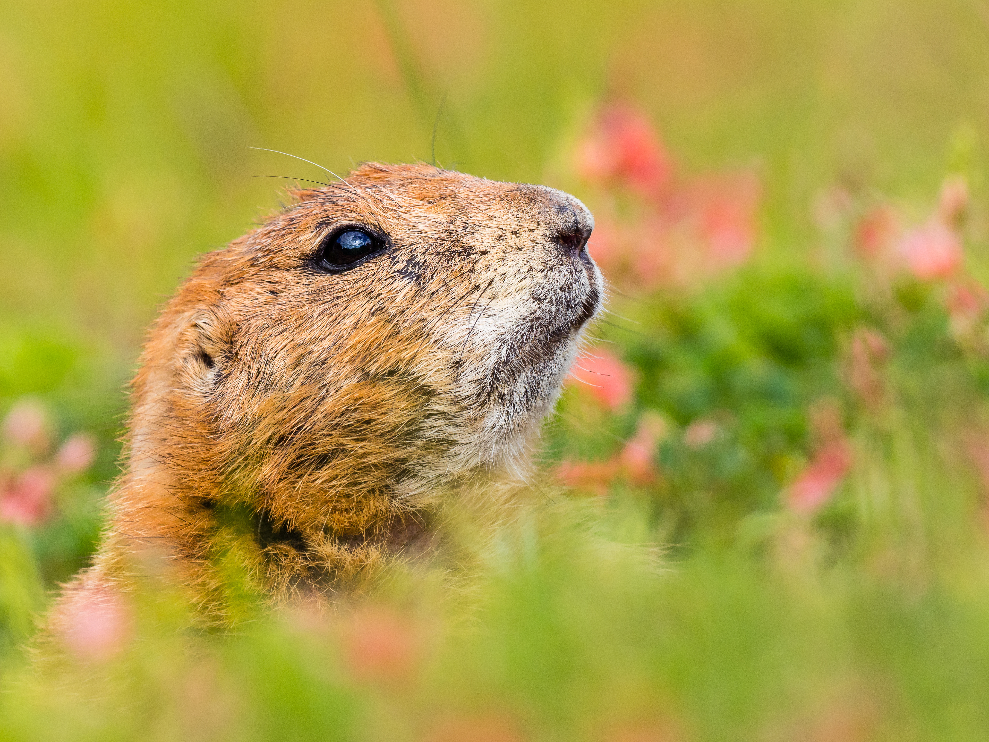 A Black-Tailed Prairie Dog (Cynomys Ludovicianus) at the Capital of Texas Zoo watches for danger, Bastrop, Texas, USA.
