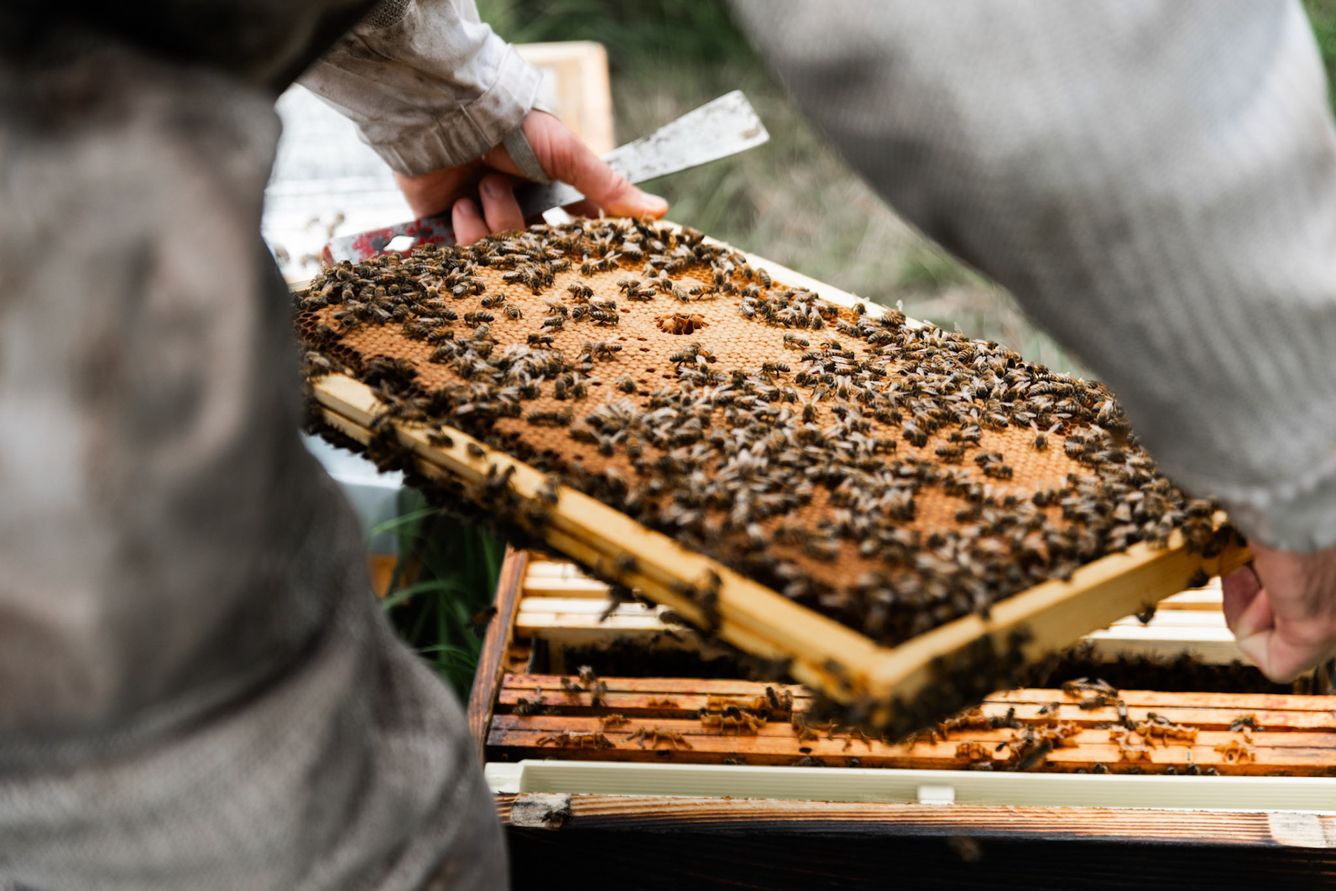 Hymne à l'abeille, Apiculteur