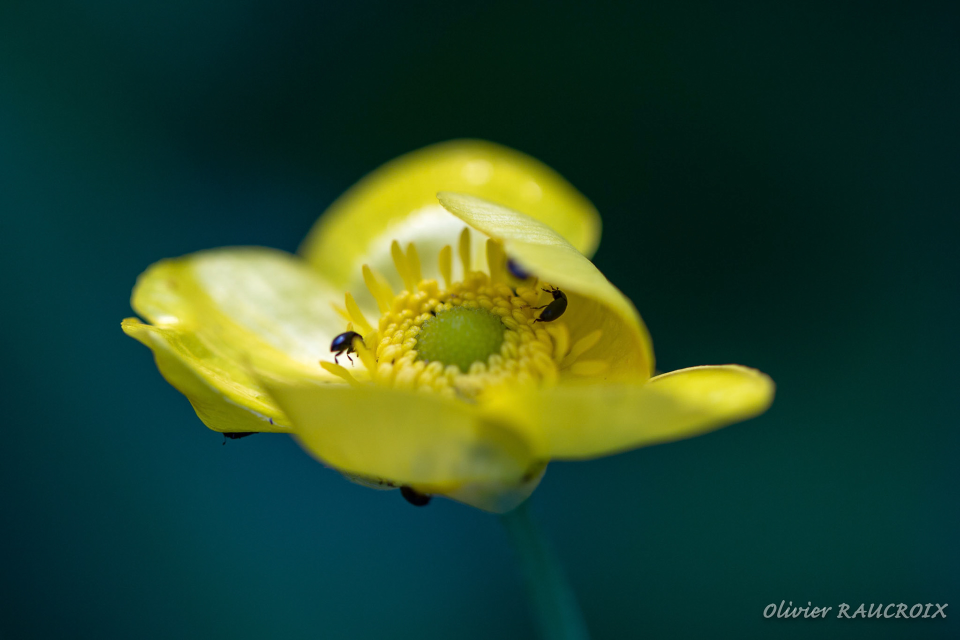 Bouton d'Or et petits coléoptères