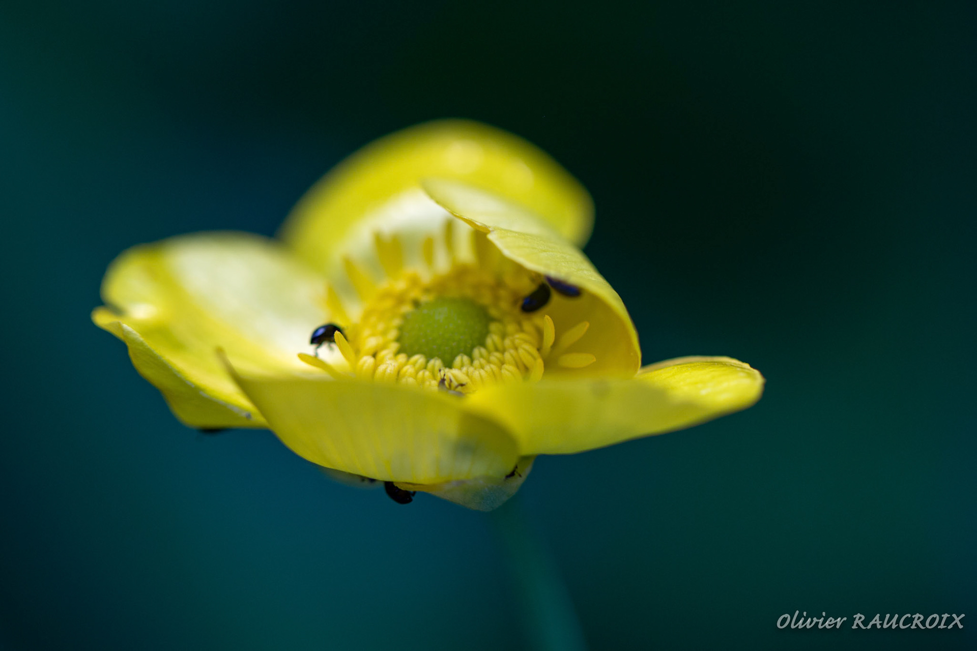Bouton d'Or et petits coléoptères