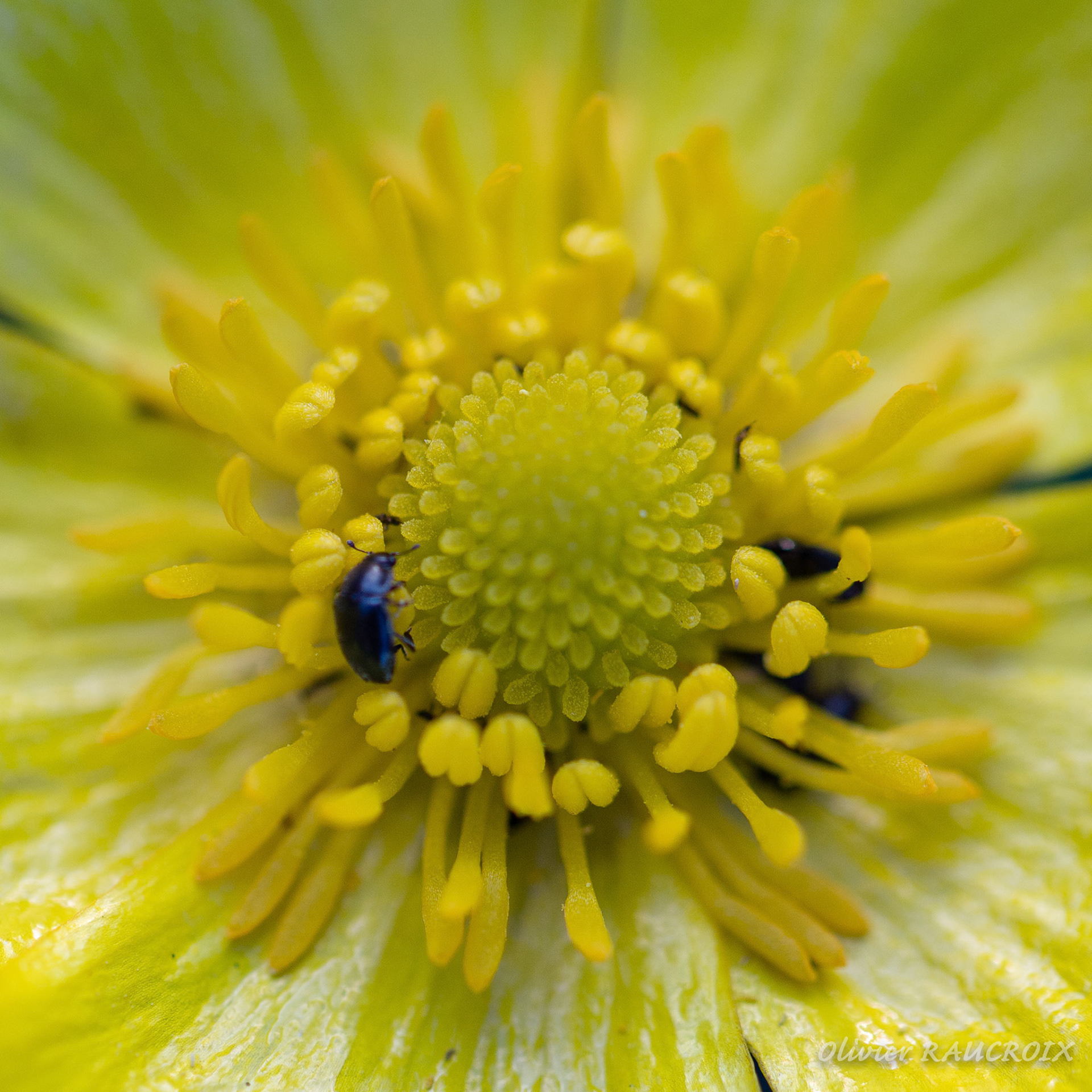 Bouton d'Or et petits coléoptères