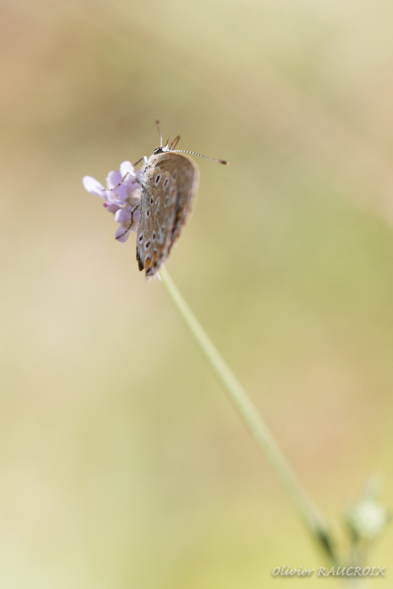La fleur et le papillon