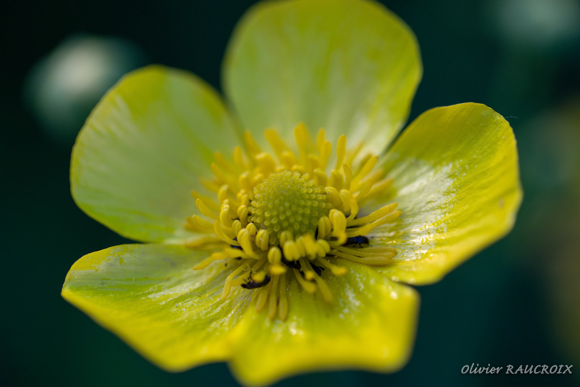 Bouton d'Or et petits coléoptères
