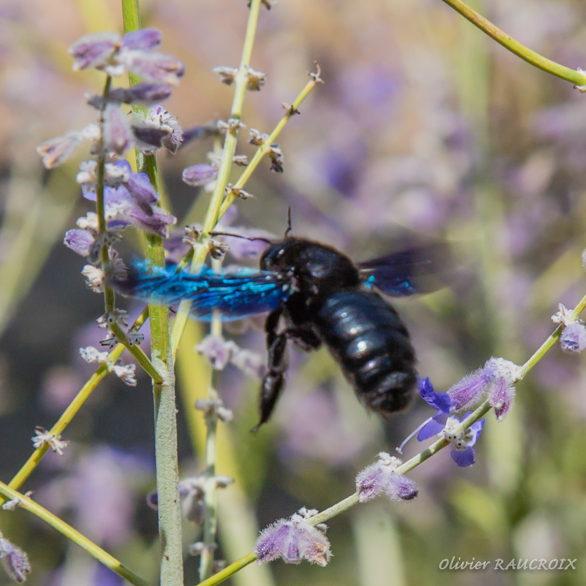 Abeille noir butinant des fleurs de lavande
