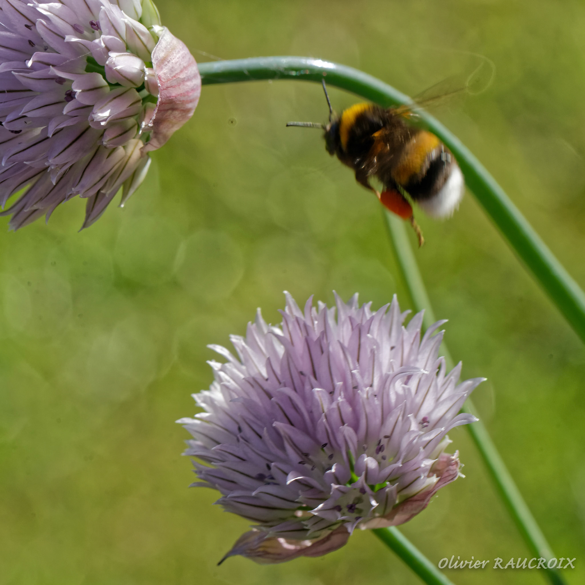 Le vol du bourdon