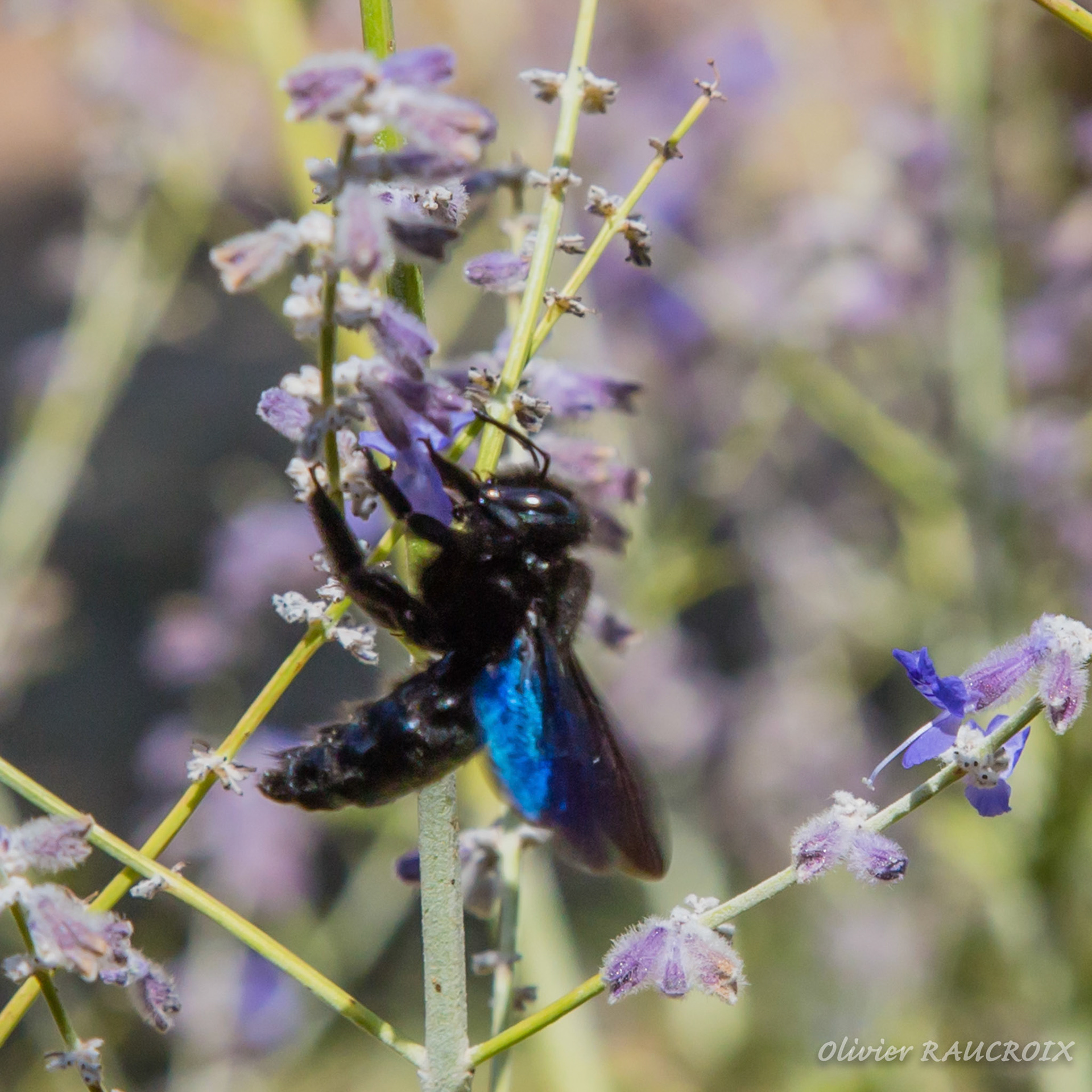 Abeille noir butinant des fleurs de lavande