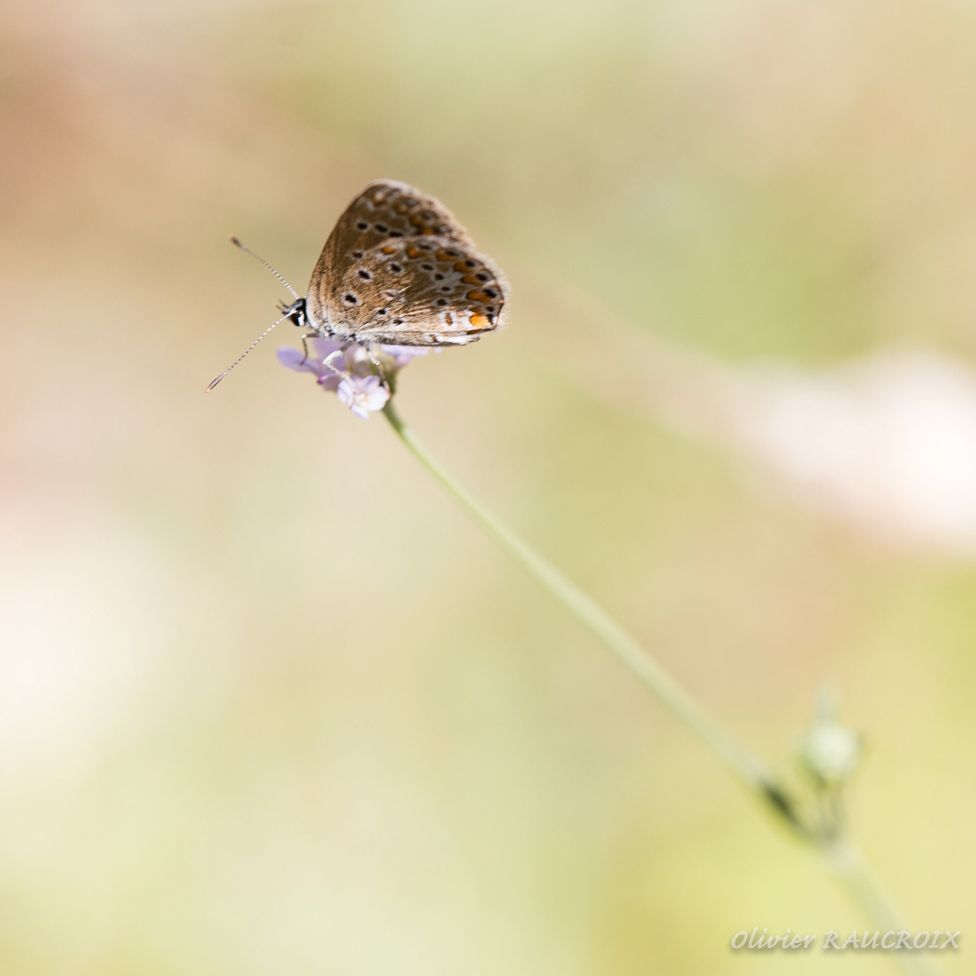 La fleur et le papillon