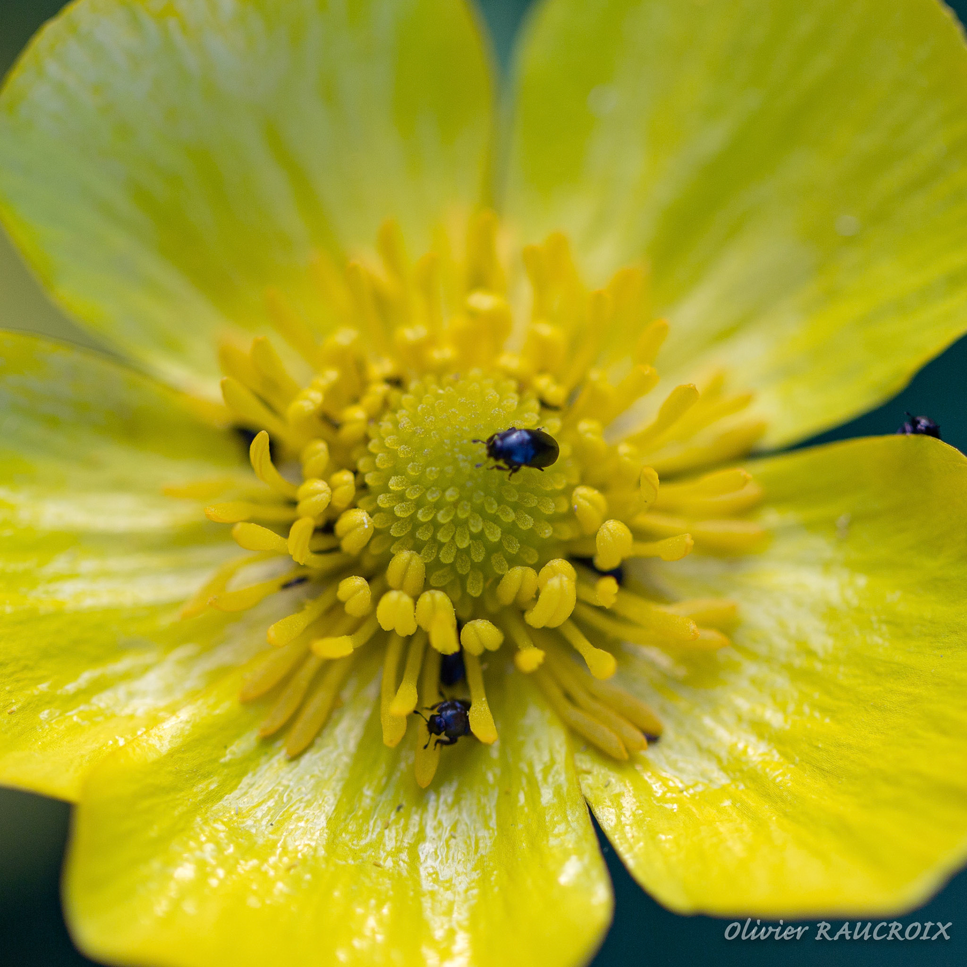 Bouton d'Or et petits coléoptères