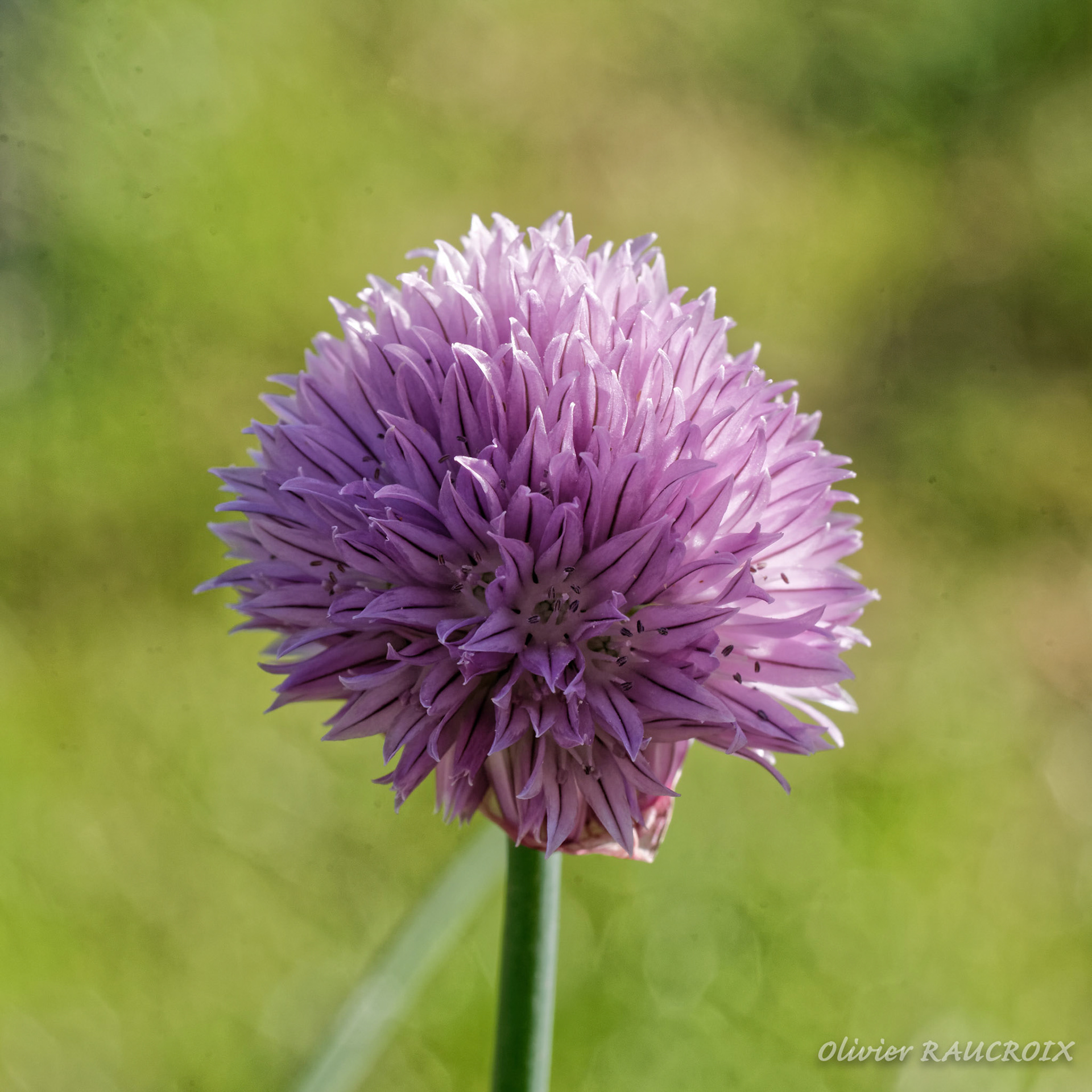 Quand la ciboulette fleuri