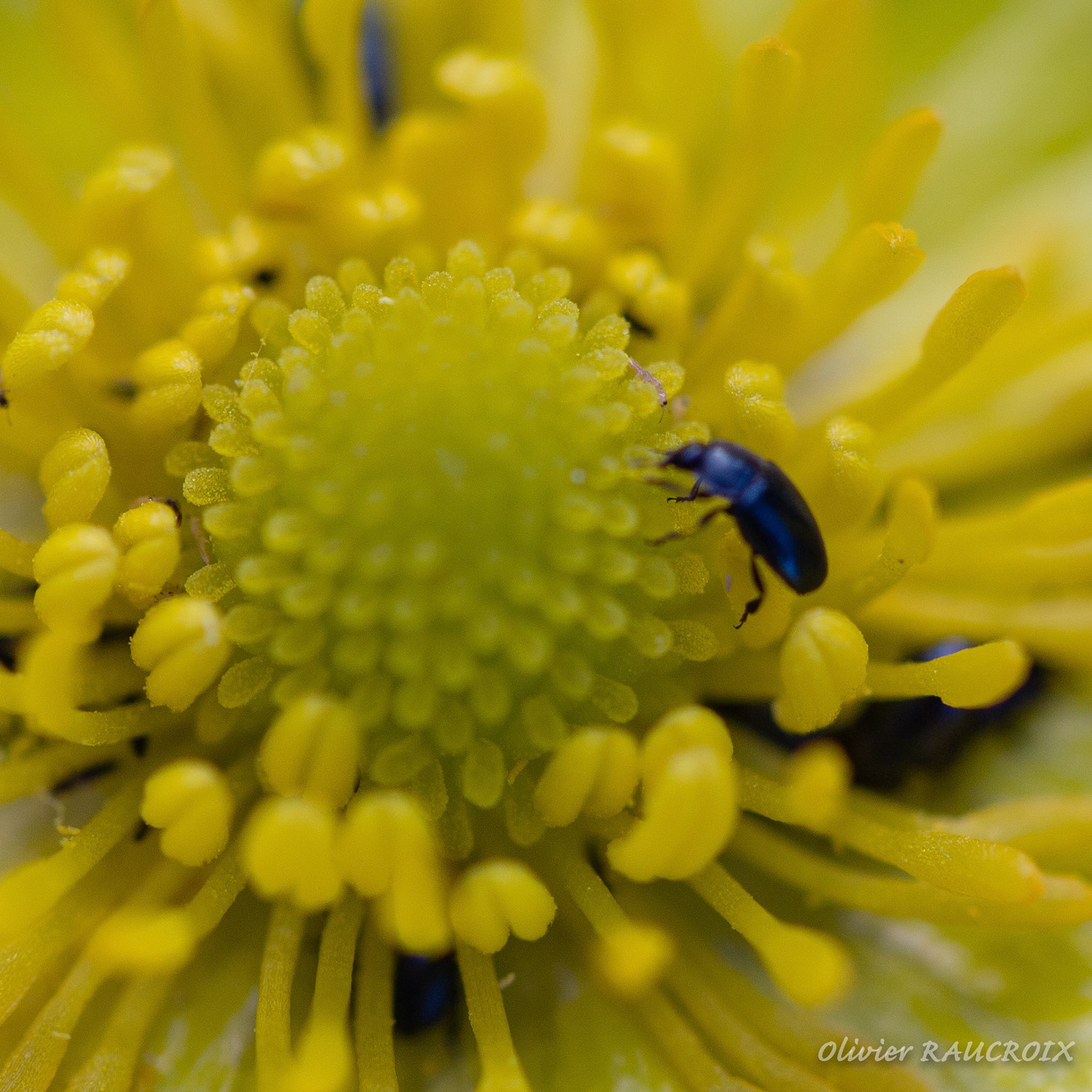 Bouton d'Or et petits coléoptères