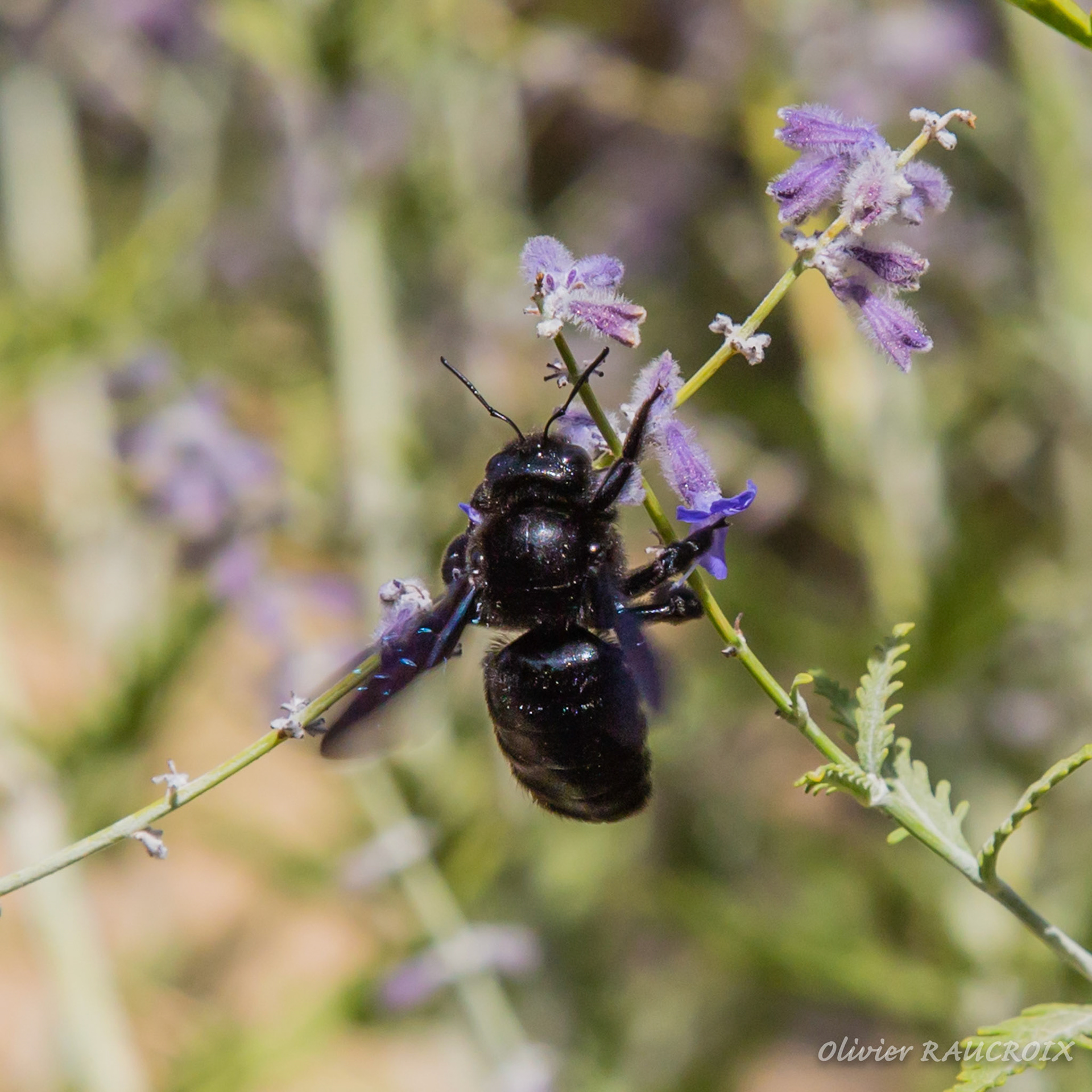Abeille noir butinant des fleurs de lavande