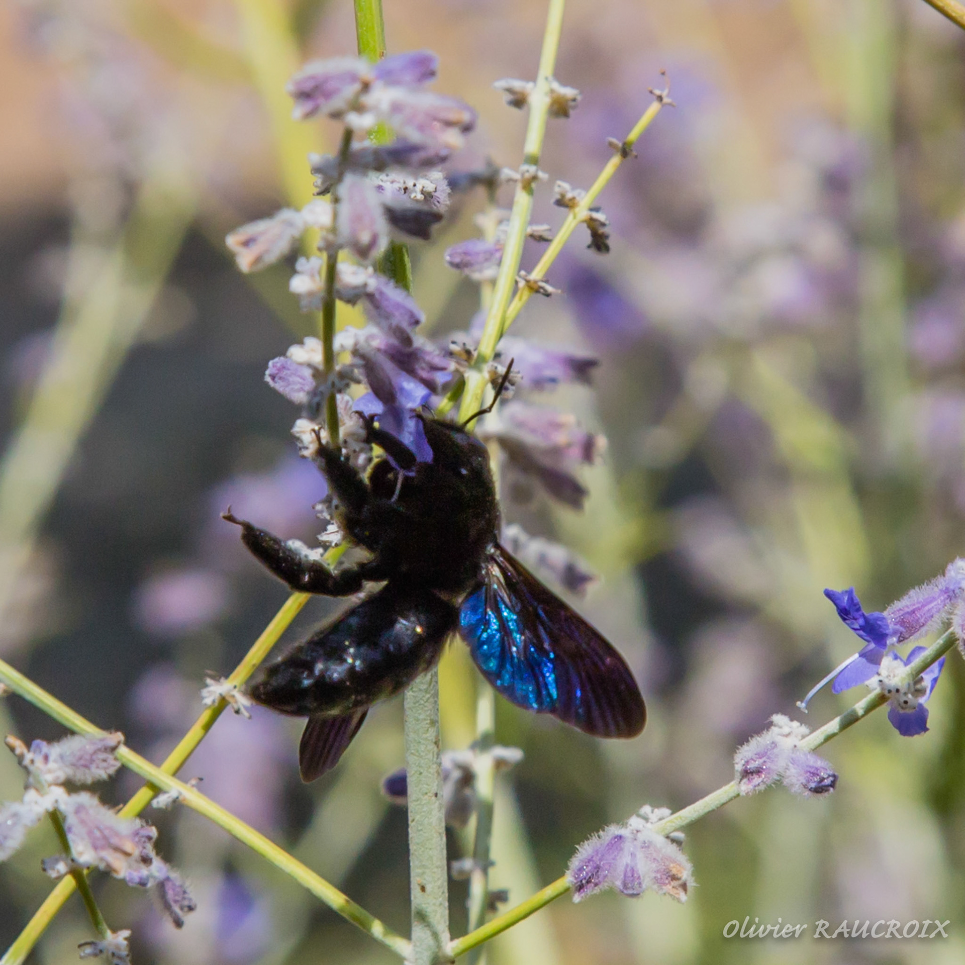 Abeille noir butinant des fleurs de lavande
