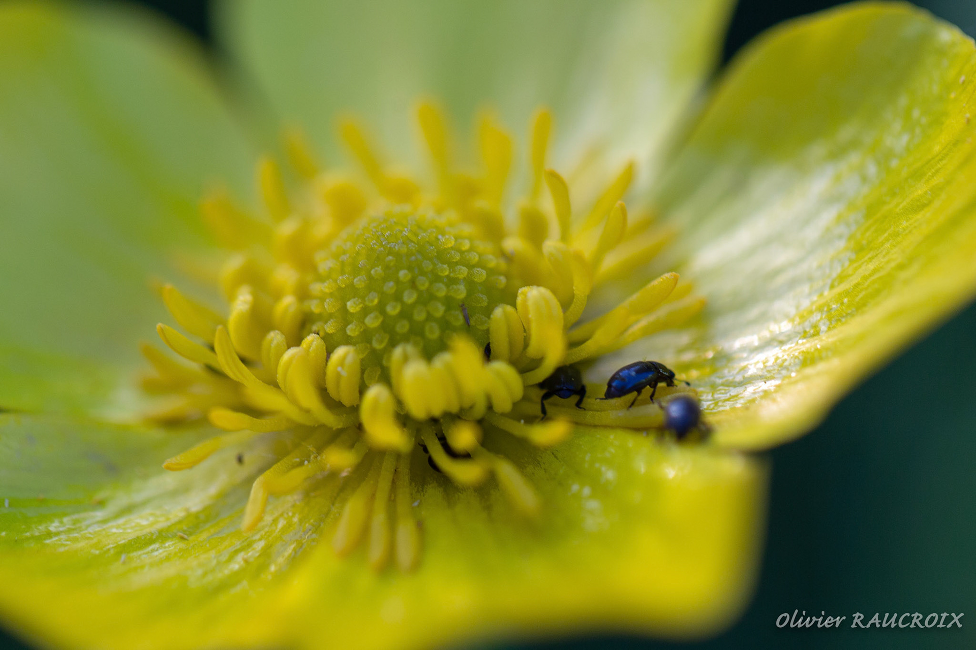 Bouton d'Or et petits coléoptères