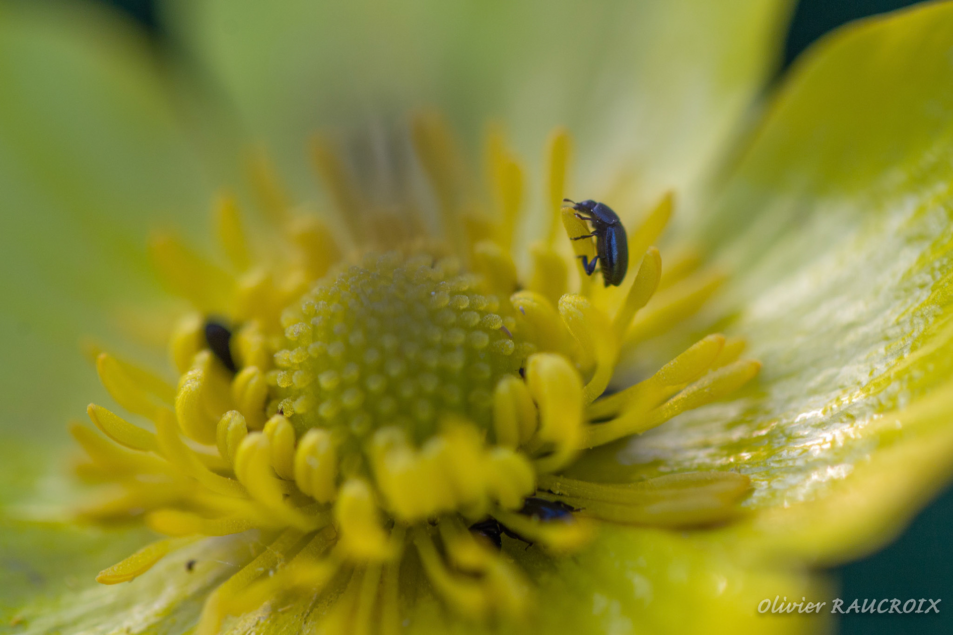 Bouton d'Or et petits coléoptères