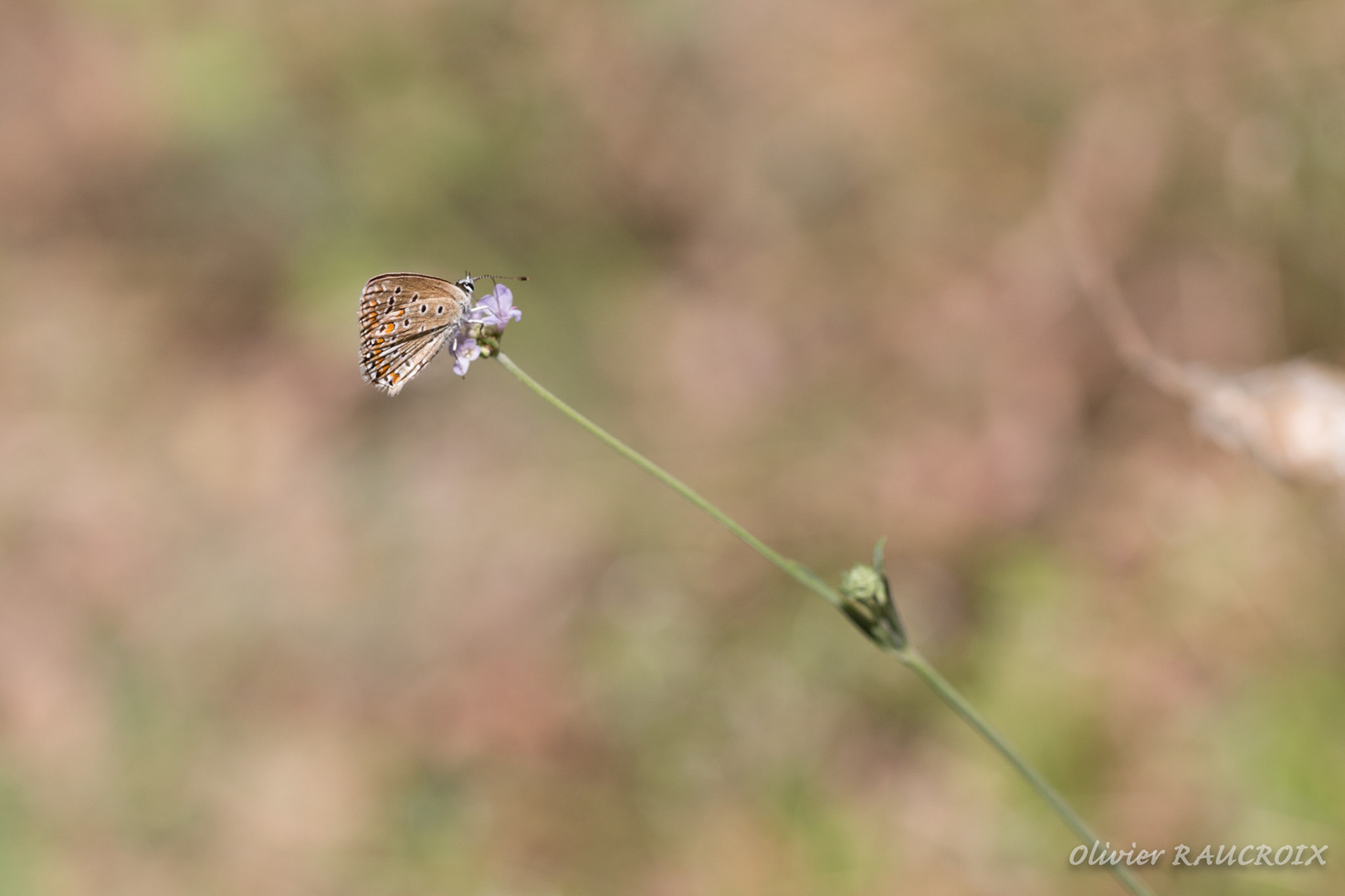 La fleur et le papillon