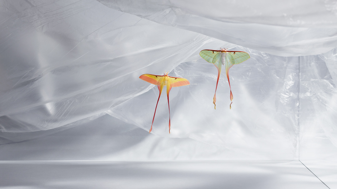 Actias dubernardi