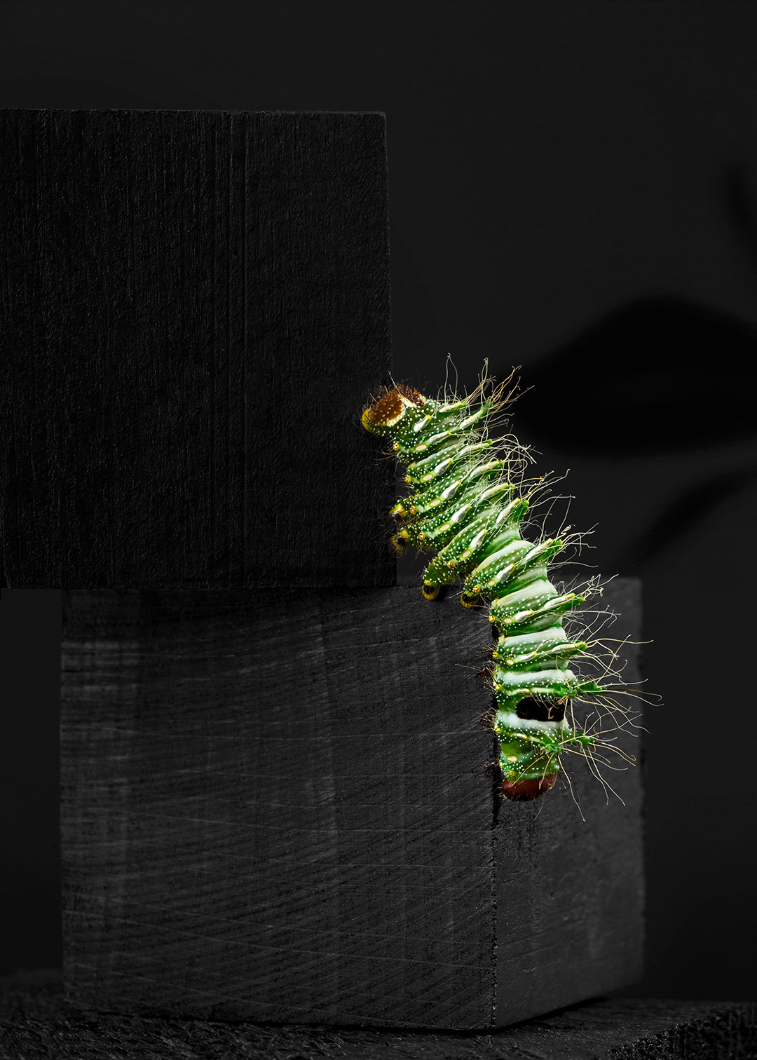 Actias dubernardi