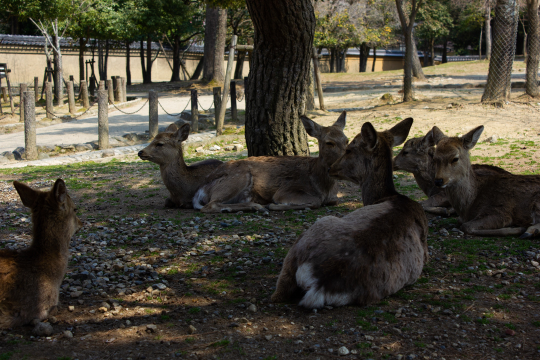 Wild deer at Nara park, Nara, Japan (奈良市)