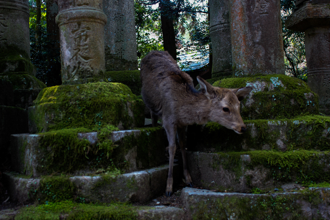 Nara, Japan (奈良市)