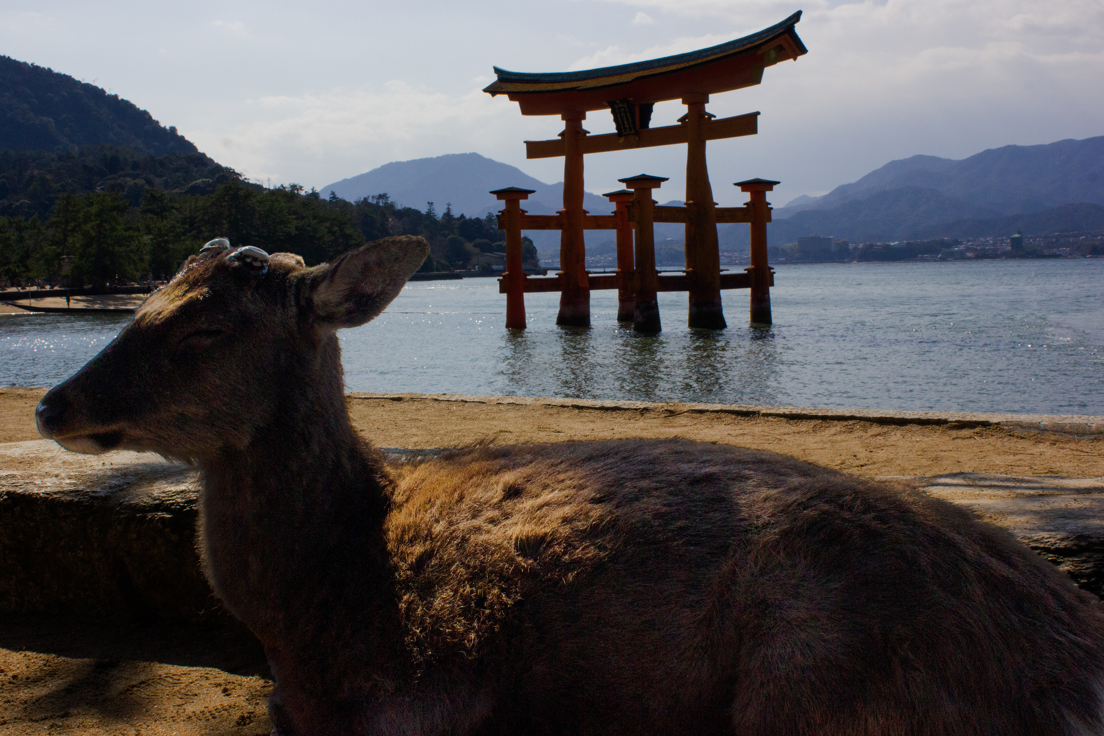 Itsukushima Shrine, Miyajima, Japan. (宮島)