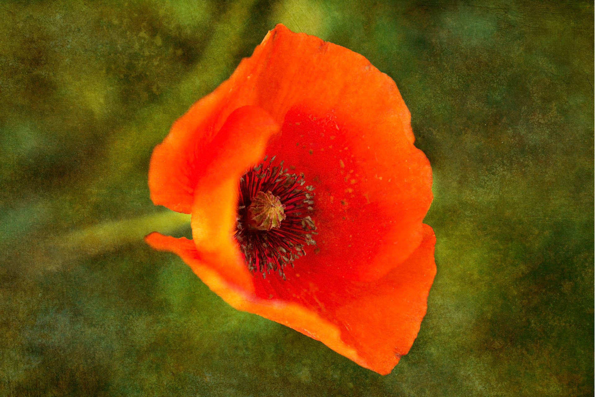 Vibrant, bold abstraction of modern floral art  in warm autumnal hues.  Energizing macro floral artwork designed for home, wall art and hotel decor licensing.