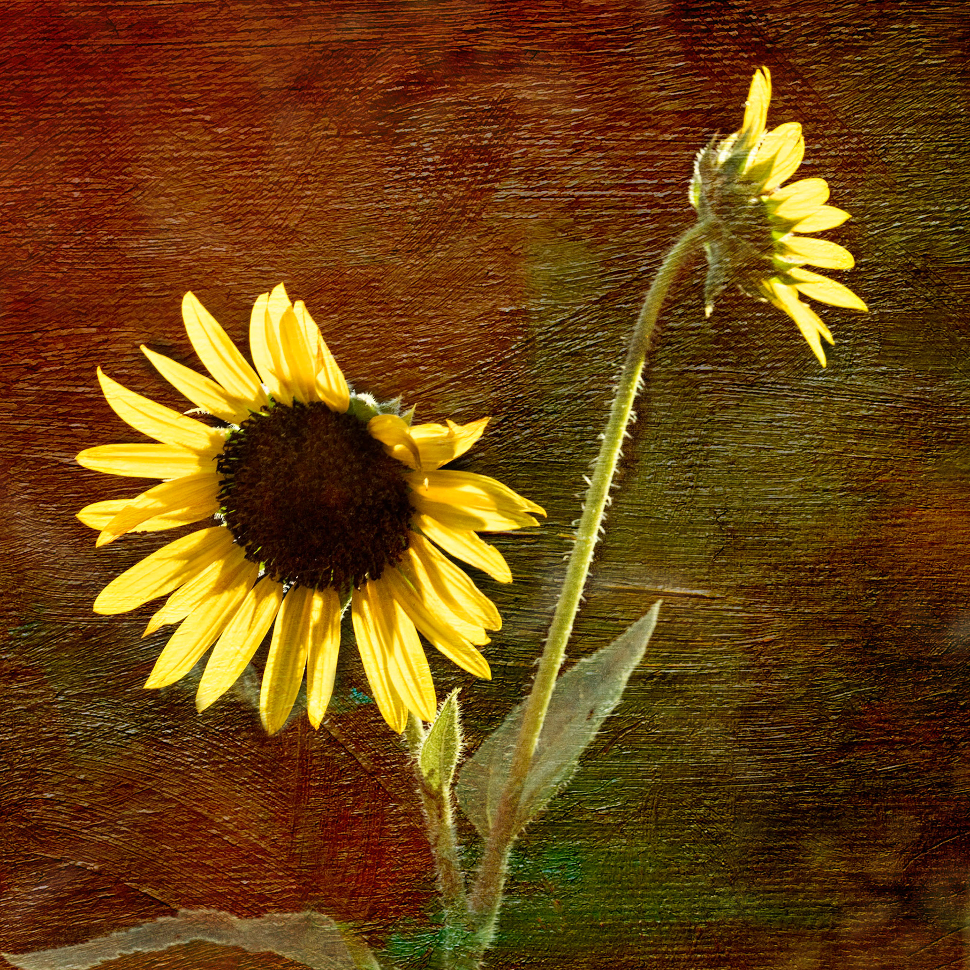 Vibrant, bold abstraction of modern floral art  in warm autumnal hues.  Energizing macro floral artwork designed for home, wall art and hotel decor licensing.