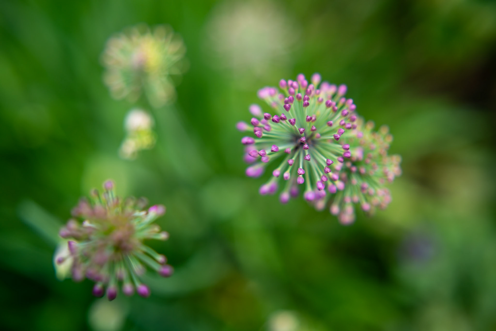Dreamy soft focus abstraction of botanical florals in lavendar, soft greens and whites. A tranquil floral artwork designed for hotel decor, home wall art and surface design licensing.
