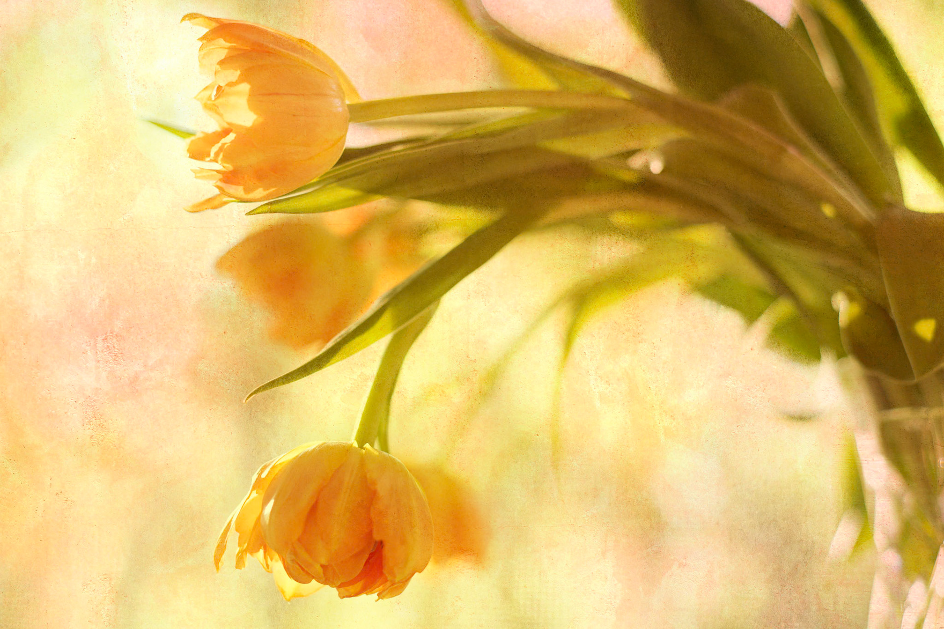 Painterly soft focus abstraction of modern floral art  in golden light tones.  A tranquil floral artwork designed for home and wall art licensing.