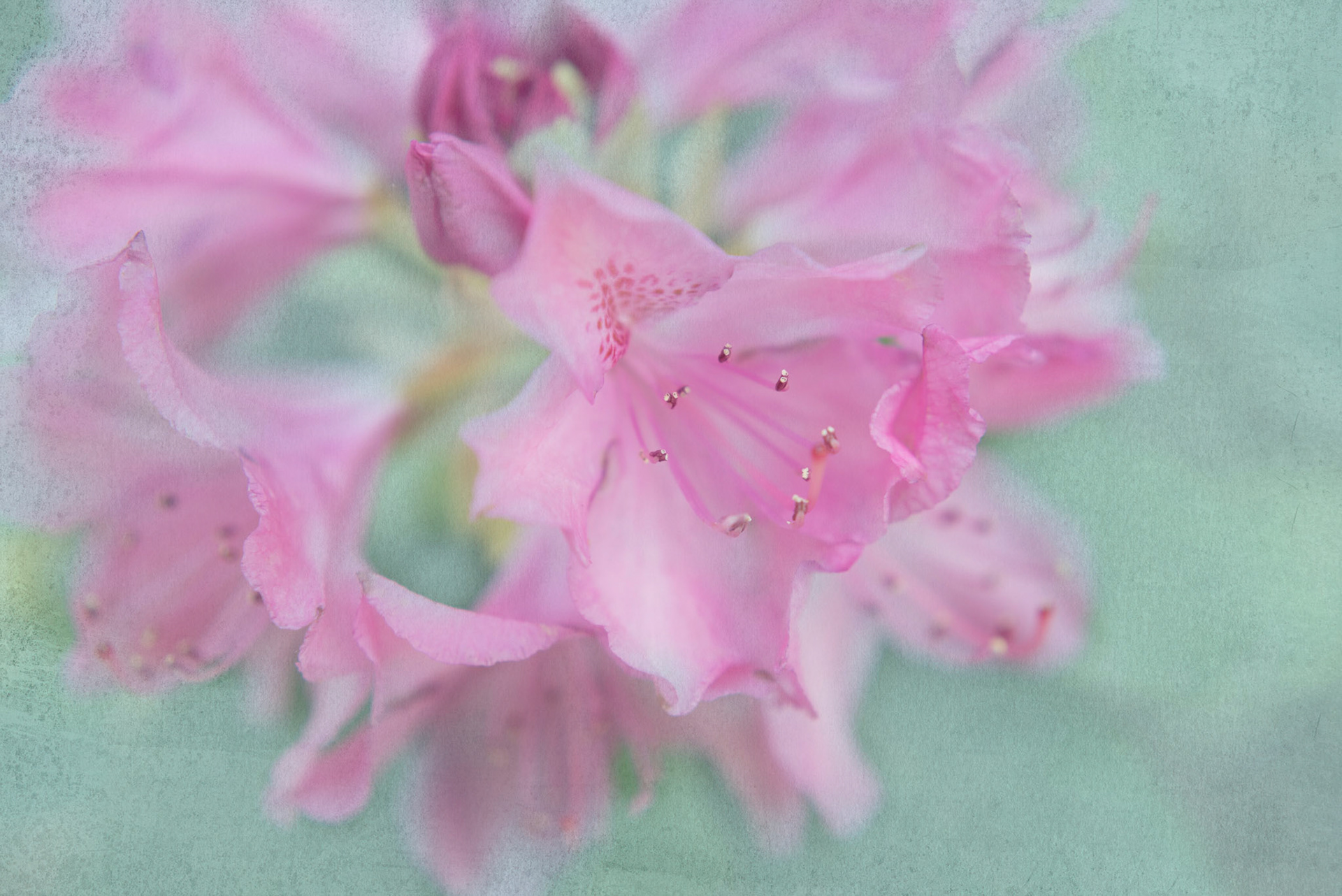 Dreamy soft focus abstraction of botanical petals in blush pink and lavendar tones. A tranquil floral artwork designed for hotel decor, home wall art and surface design licensing.