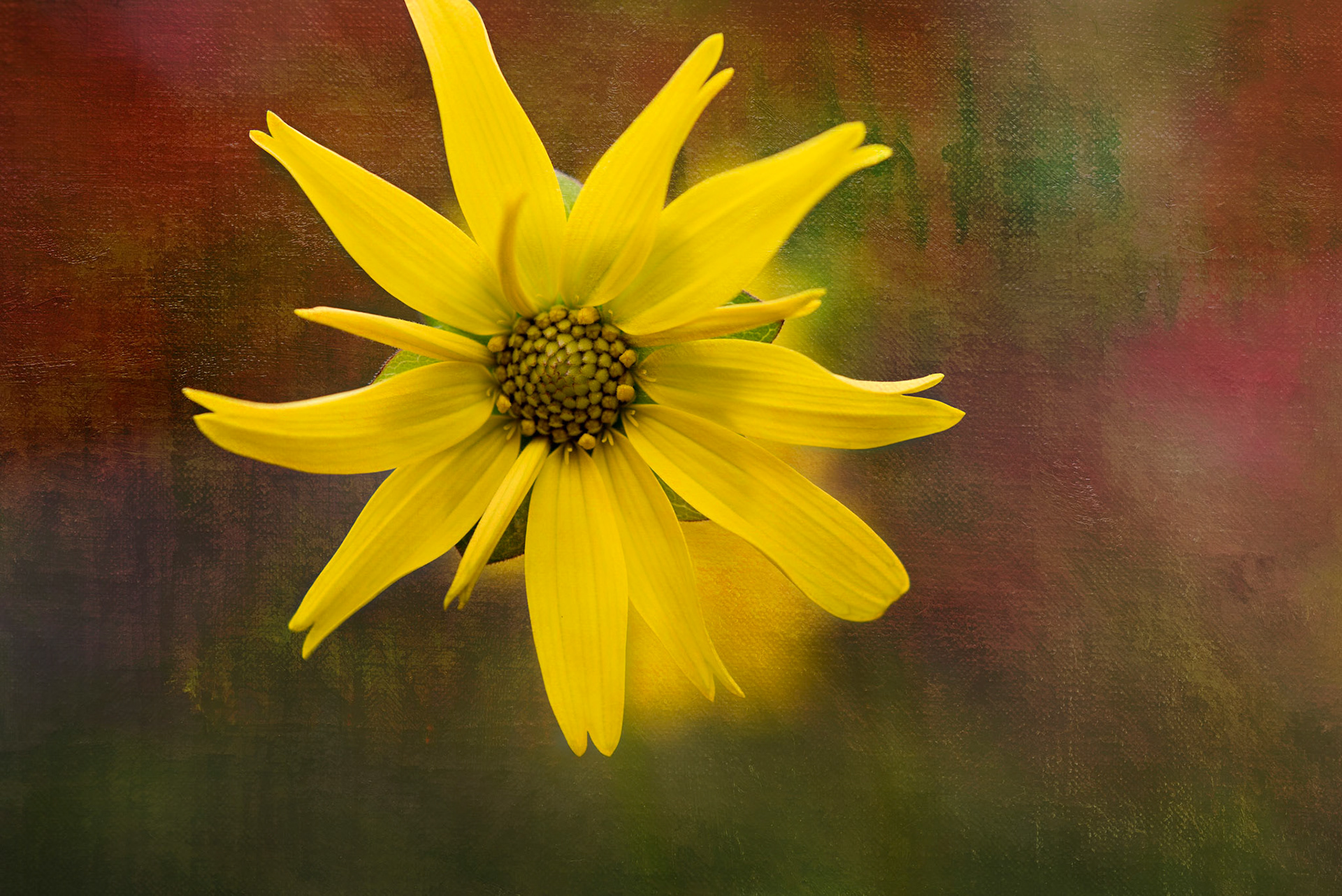 Vibrant, bold abstraction of modern floral art  in warm autumnal hues.  Energizing macro floral artwork designed for home, wall art and hotel decor licensing.