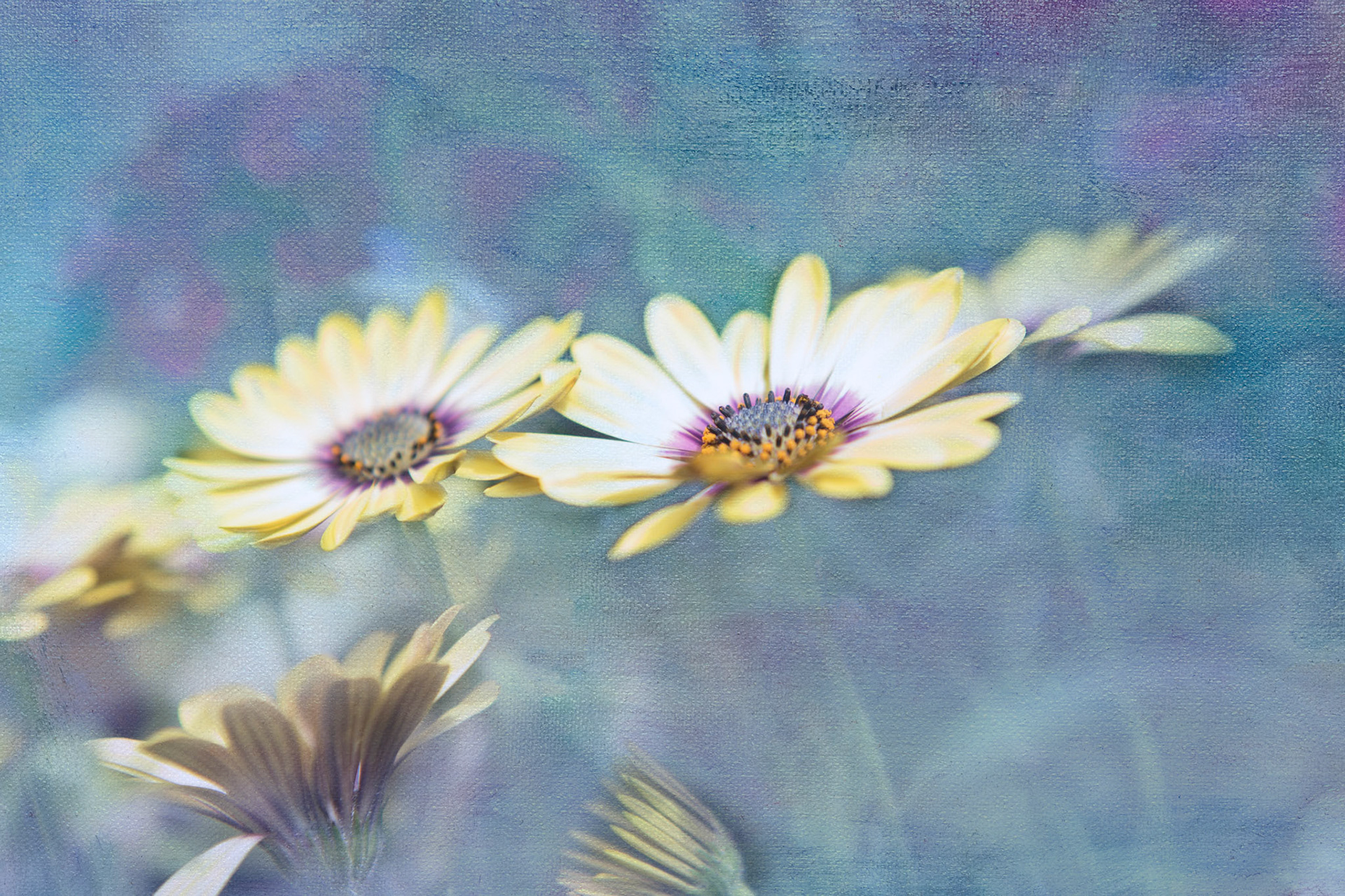 Dreamy soft focus abstraction of botanical florals in whites and soft blues. A tranquil floral artwork designed for hotel decor, home wall art and surface design licensing.
