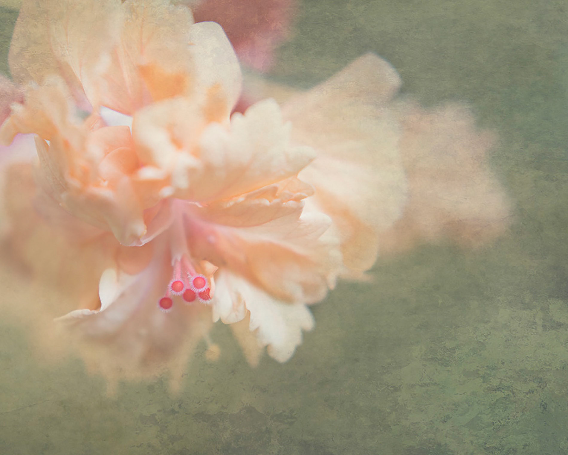 Dreamy soft focus abstraction of botanical petals in blush peach tones. A tranquil floral artwork designed for hotel decor and surface design licensing.