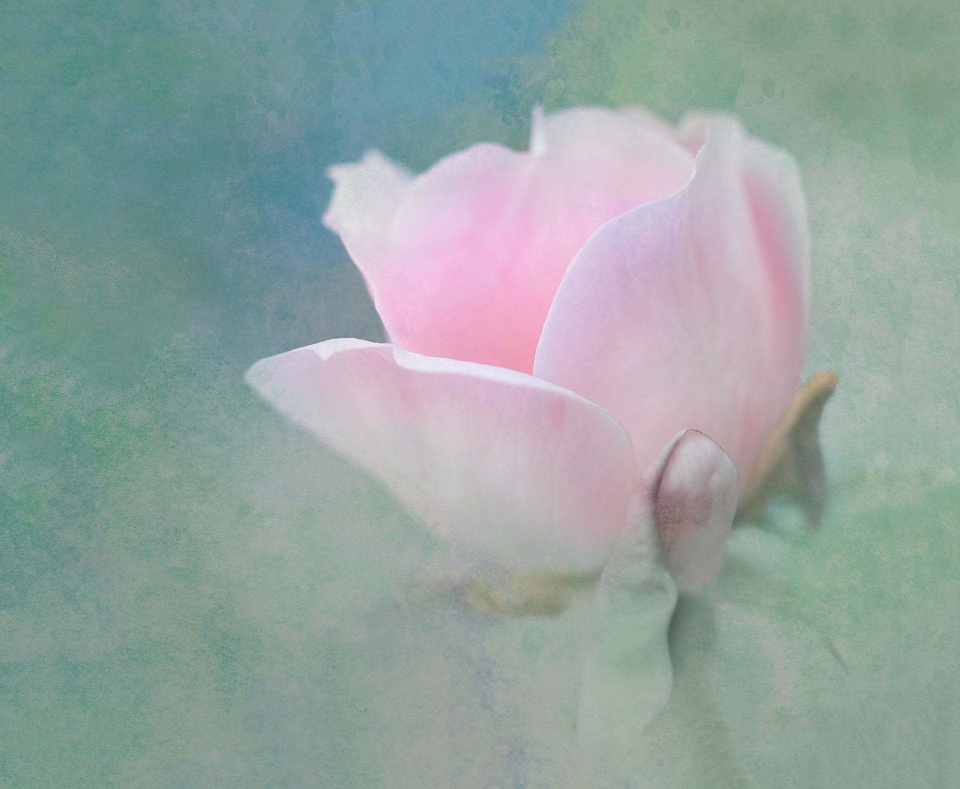 Dreamy soft focus abstraction of botanical petals in blush pink tones. A tranquil floral artwork designed for hotel decor and surface design licensing.