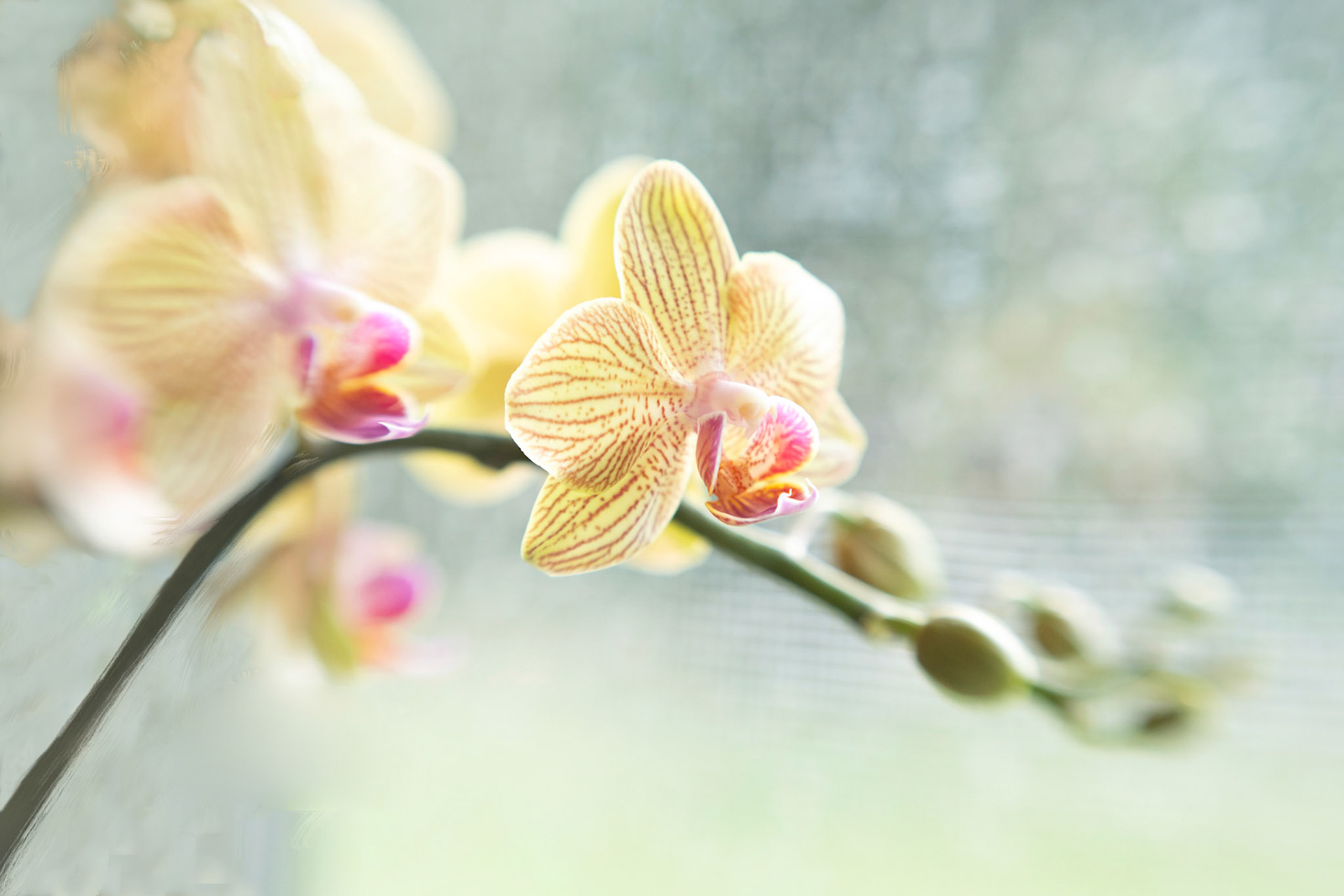 Dreamy soft focus abstraction of close up orchids in soft spring pallettes. Dreamy floral artwork  of orchids designed for hotel decor,  surface design and home wall art licensing.