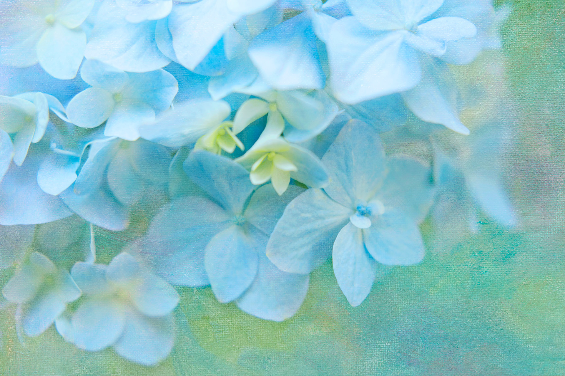 Dreamy soft focus macro abstraction of botanical petals in blue and white tones.Tranquil floral artwork designed for hotel decor and surface design licensing.