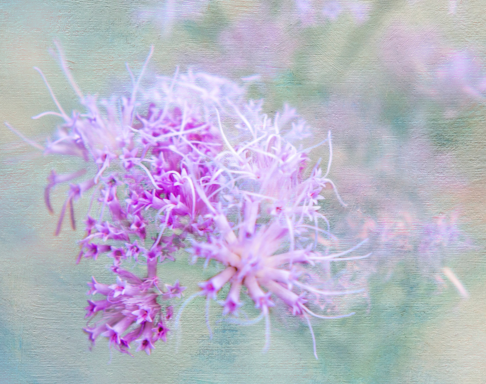 Dreamy soft focus abstraction of botanical garden florals in lavendar and whites. A tranquil floral artwork designed for hotel decor and surface design licensing.