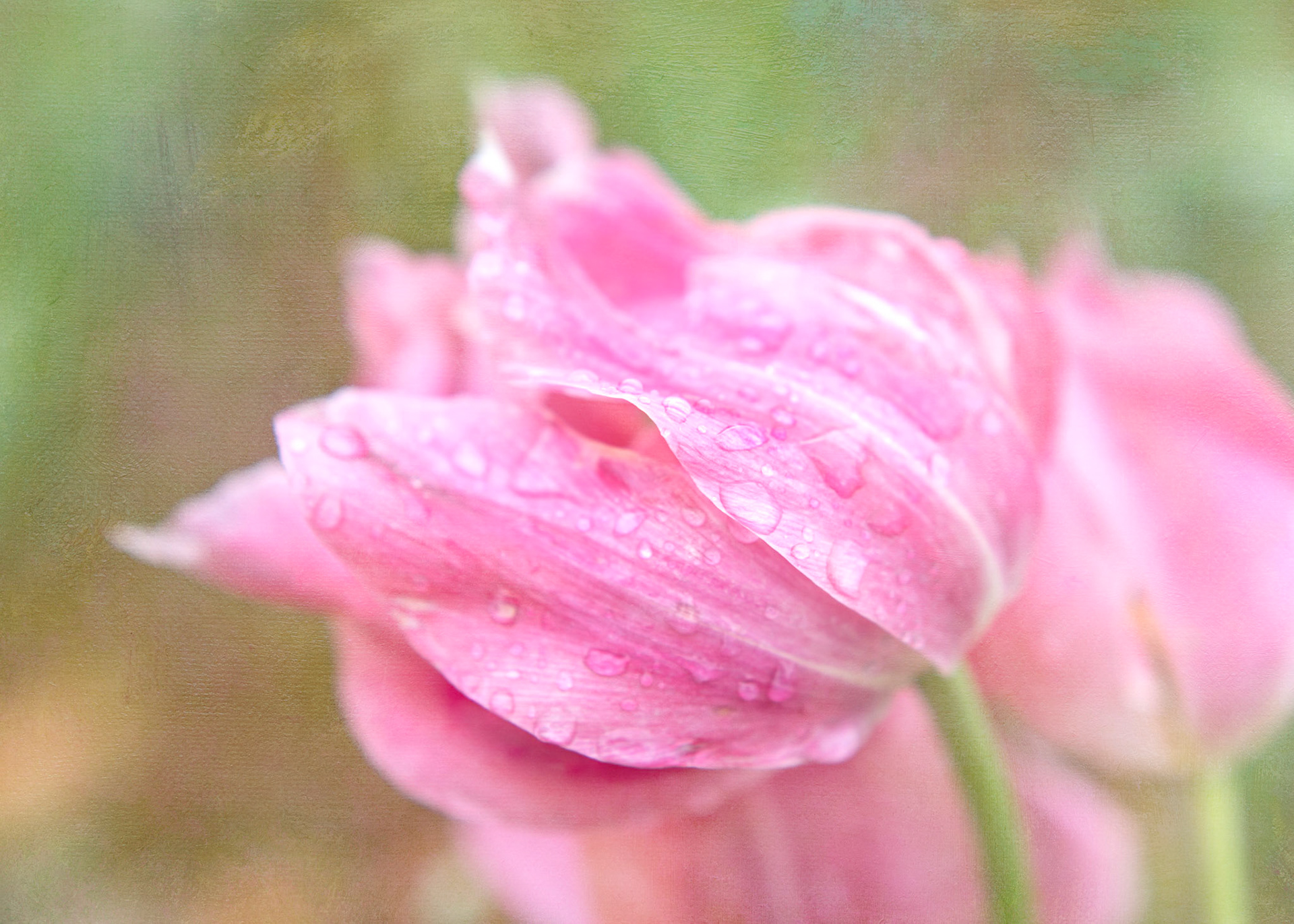 Dreamy soft focus abstraction of botanical petals in blush pink tones. A tranquil floral artwork designed for hotel decor and surface design licensing.