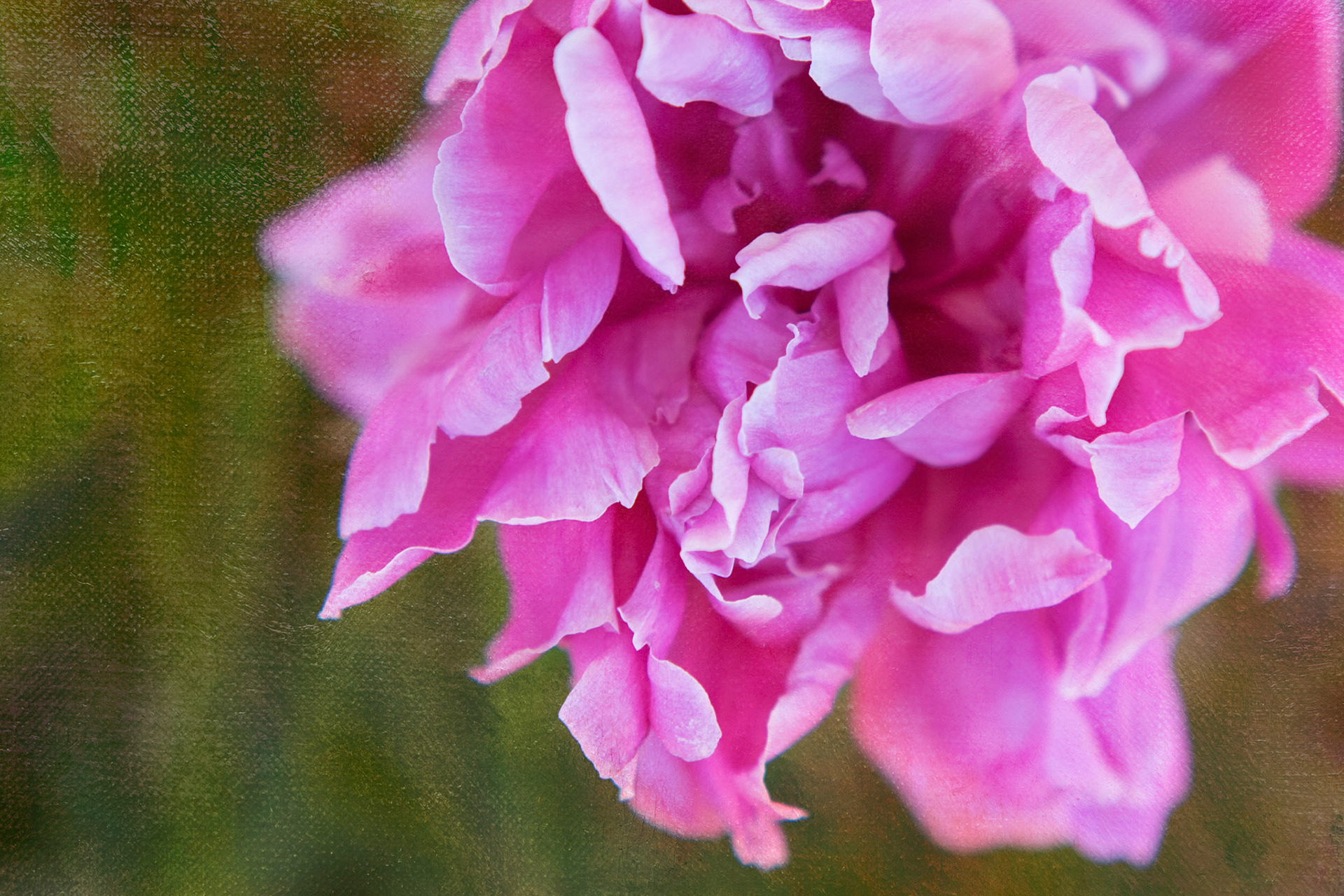 Dreamy soft focus abstraction of botanical florals in blush pink and soft green tones. A tranquil floral artwork designed for hotel decor, home wall art and surface design licensing.
