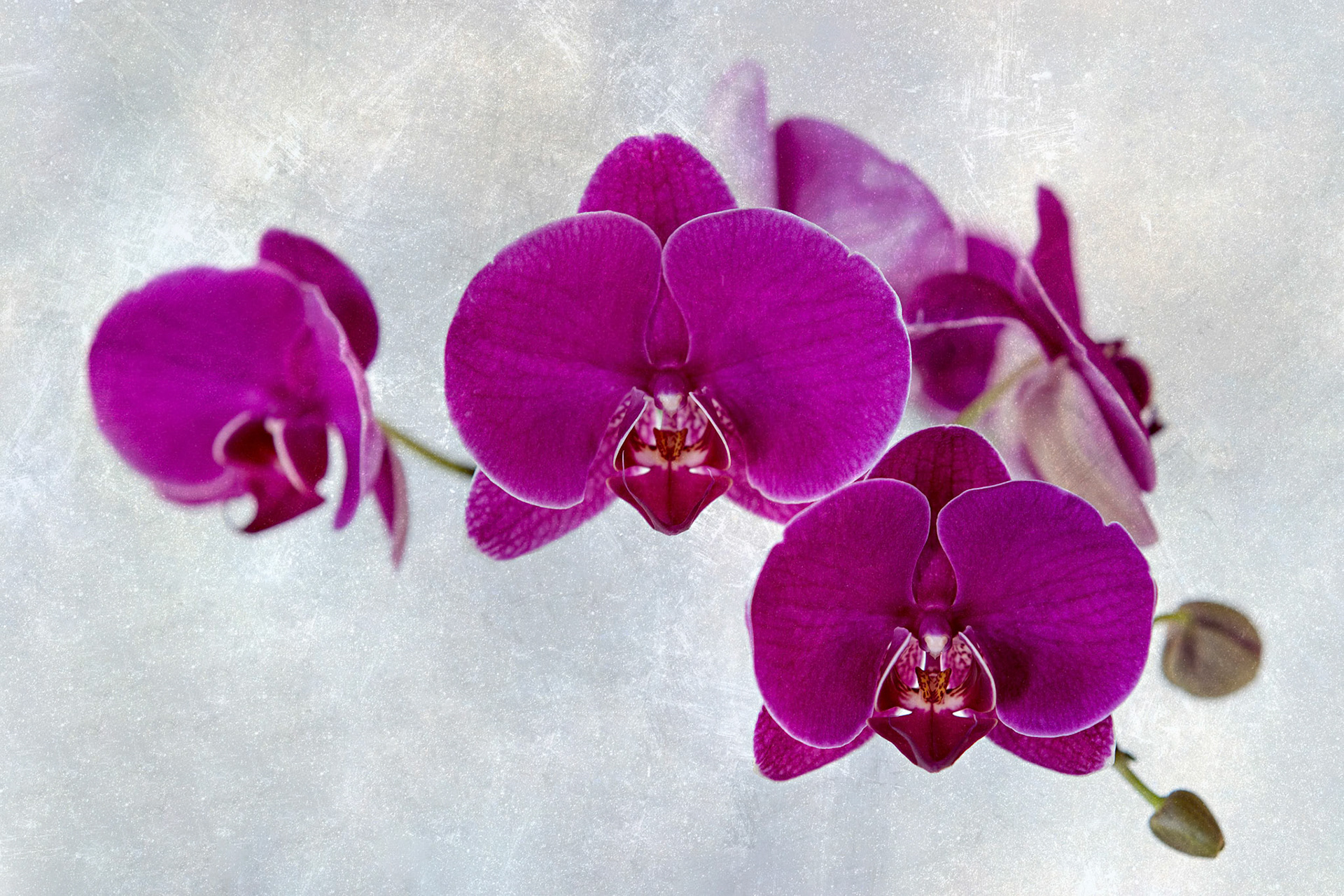 Dreamy soft focus abstraction of close up orchids in soft spring pallettes. Dreamy floral artwork  of orchids designed for hotel decor,  surface design and home wall art licensing.