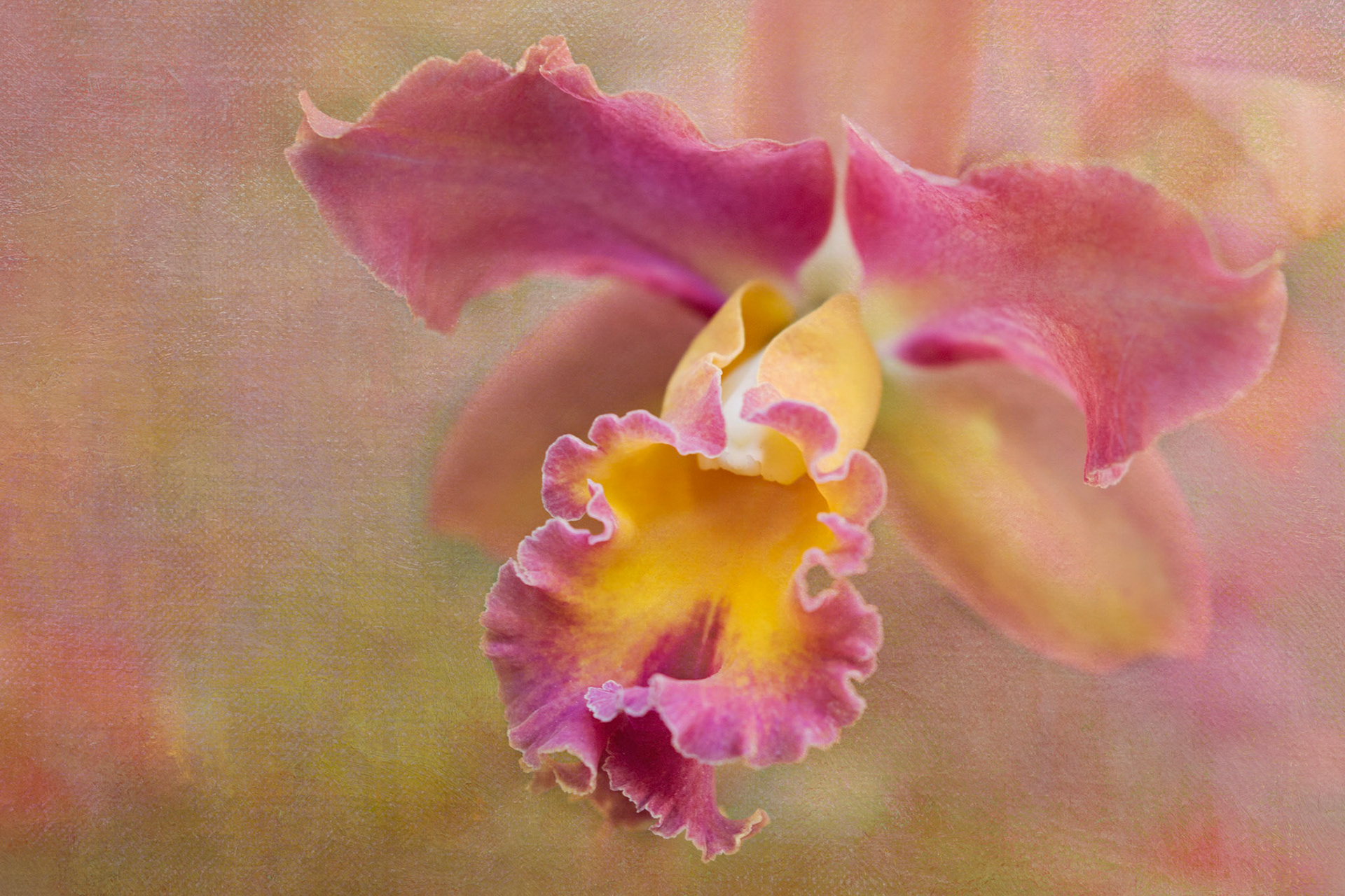 Dreamy soft focus abstraction of close up orchids in soft spring pallettes. Dreamy floral artwork  of orchids designed for hotel decor,  surface design and home wall art licensing.