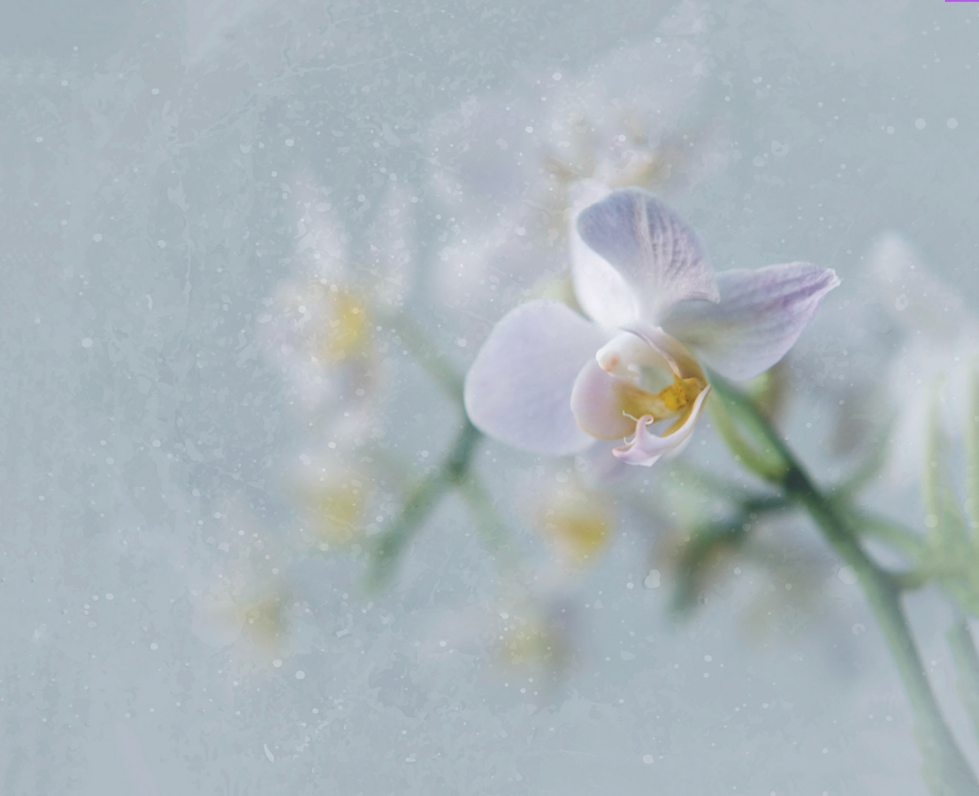Dreamy soft focus abstraction of close up orchids in soft spring pallettes. Dreamy floral artwork  of orchids designed for hotel decor,  surface design and home wall art licensing.