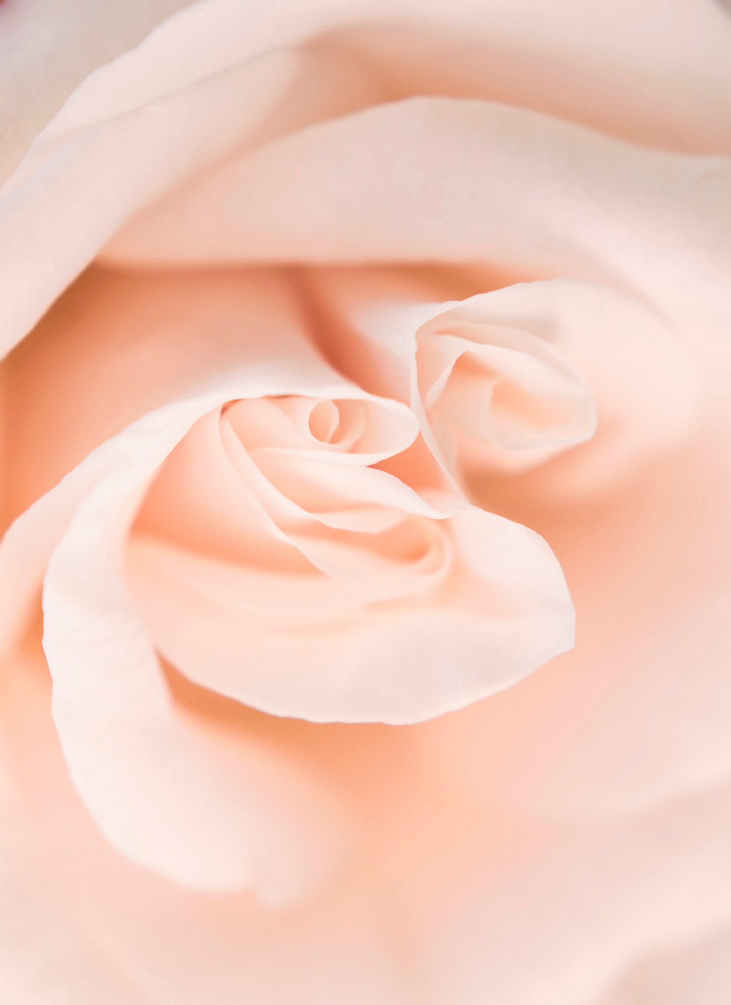 Dreamy soft focus abstraction of botanical petals in blush pink tones. A tranquil floral artwork designed for hotel decor and surface design licensing.