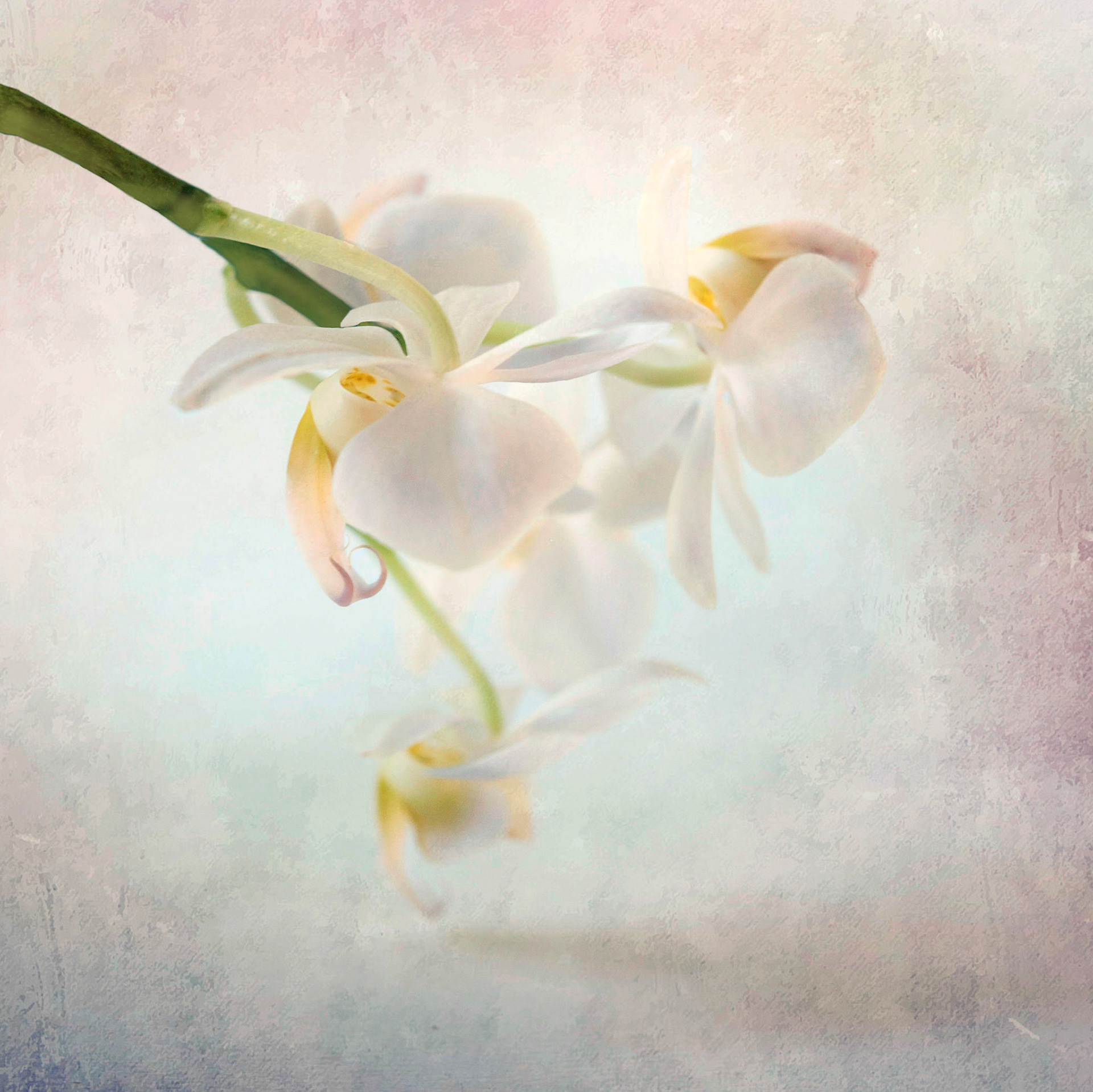 Dreamy soft focus abstraction of close up orchids in soft spring pallettes. Dreamy floral artwork  of orchids designed for hotel decor,  surface design and home wall art licensing.