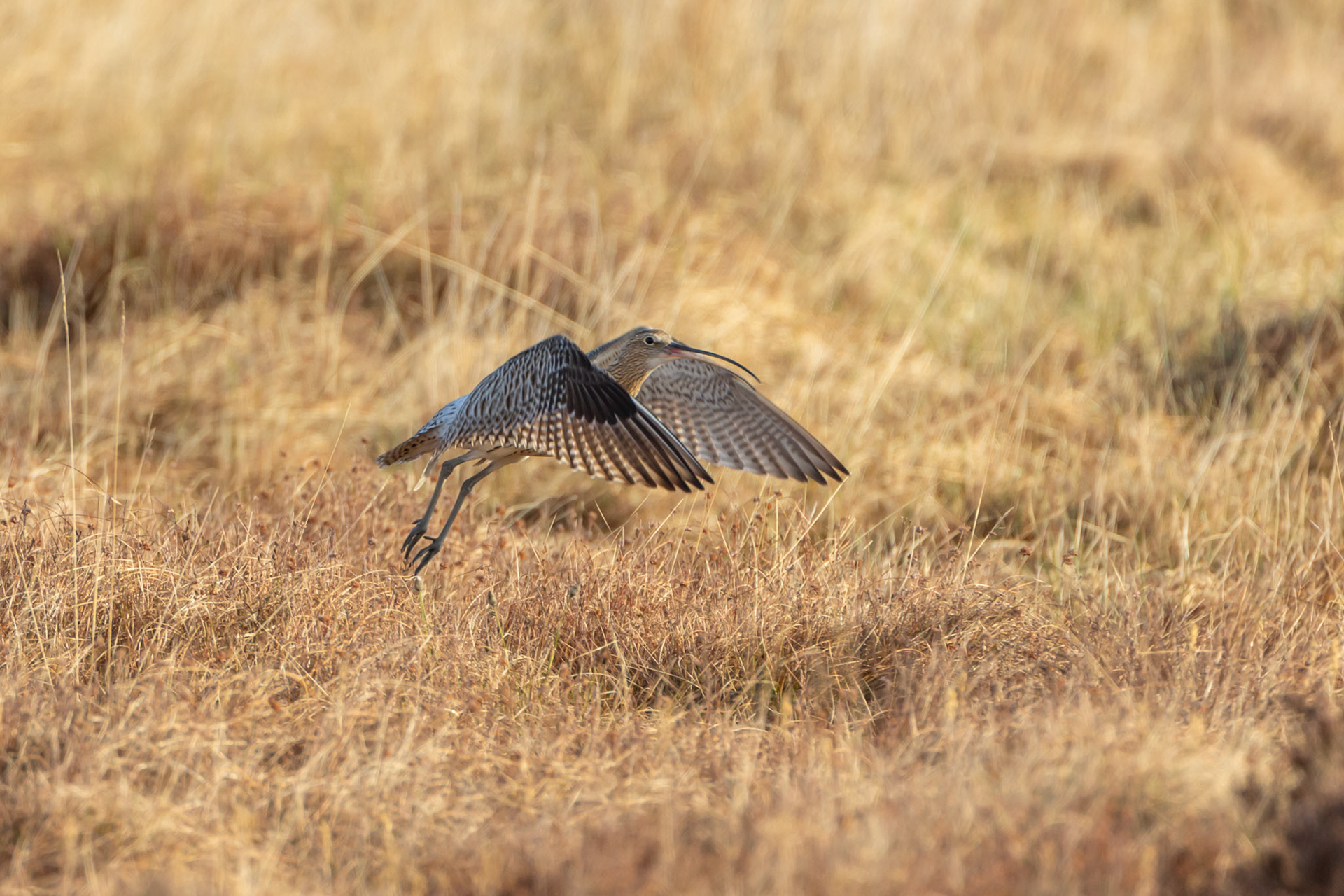 Curlew, Numenius arquata, adult, taking off from moor. Spring, North Wales, UK.