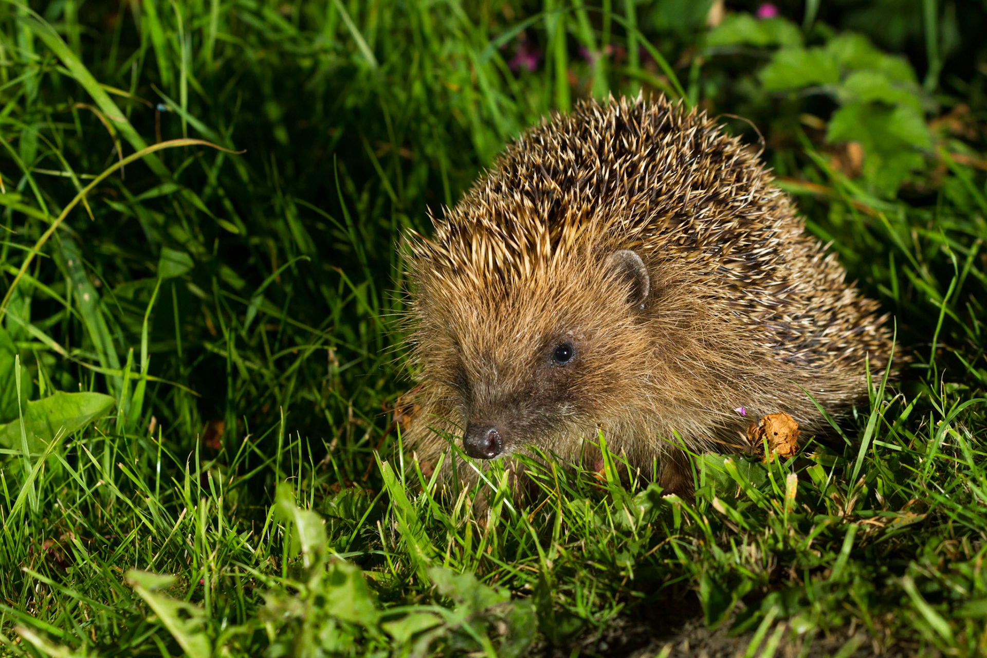 Hedgehog, Erinaceus europaeus, taken with flash, Summer, Wales, UK