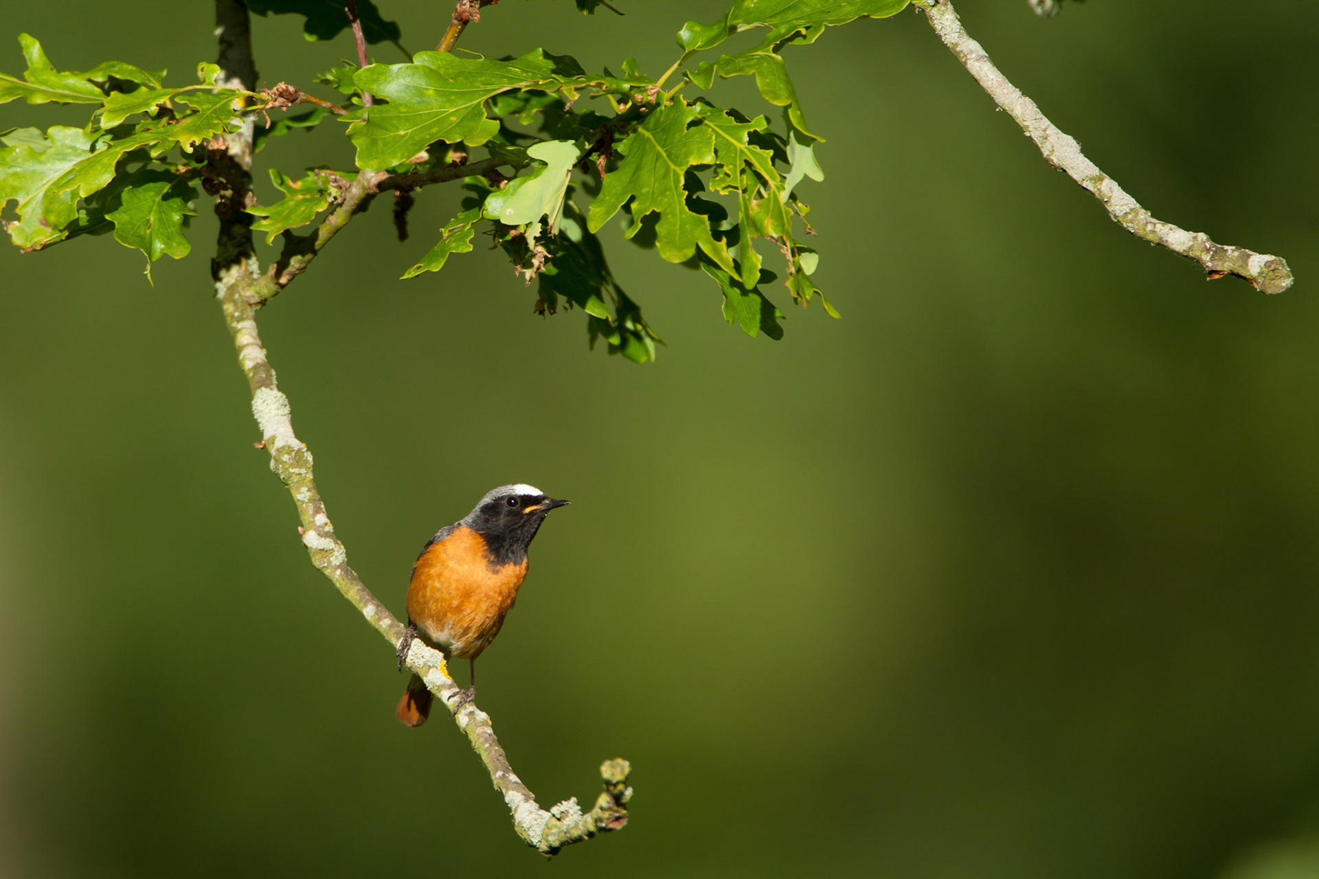 Red Start portrait 2