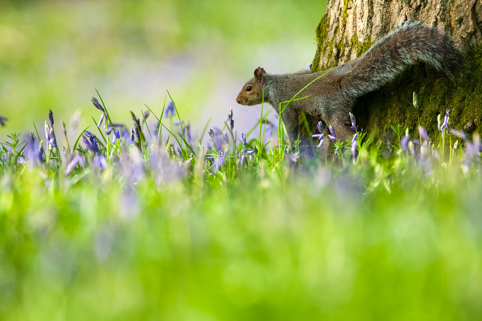 squirrel and Bluebells