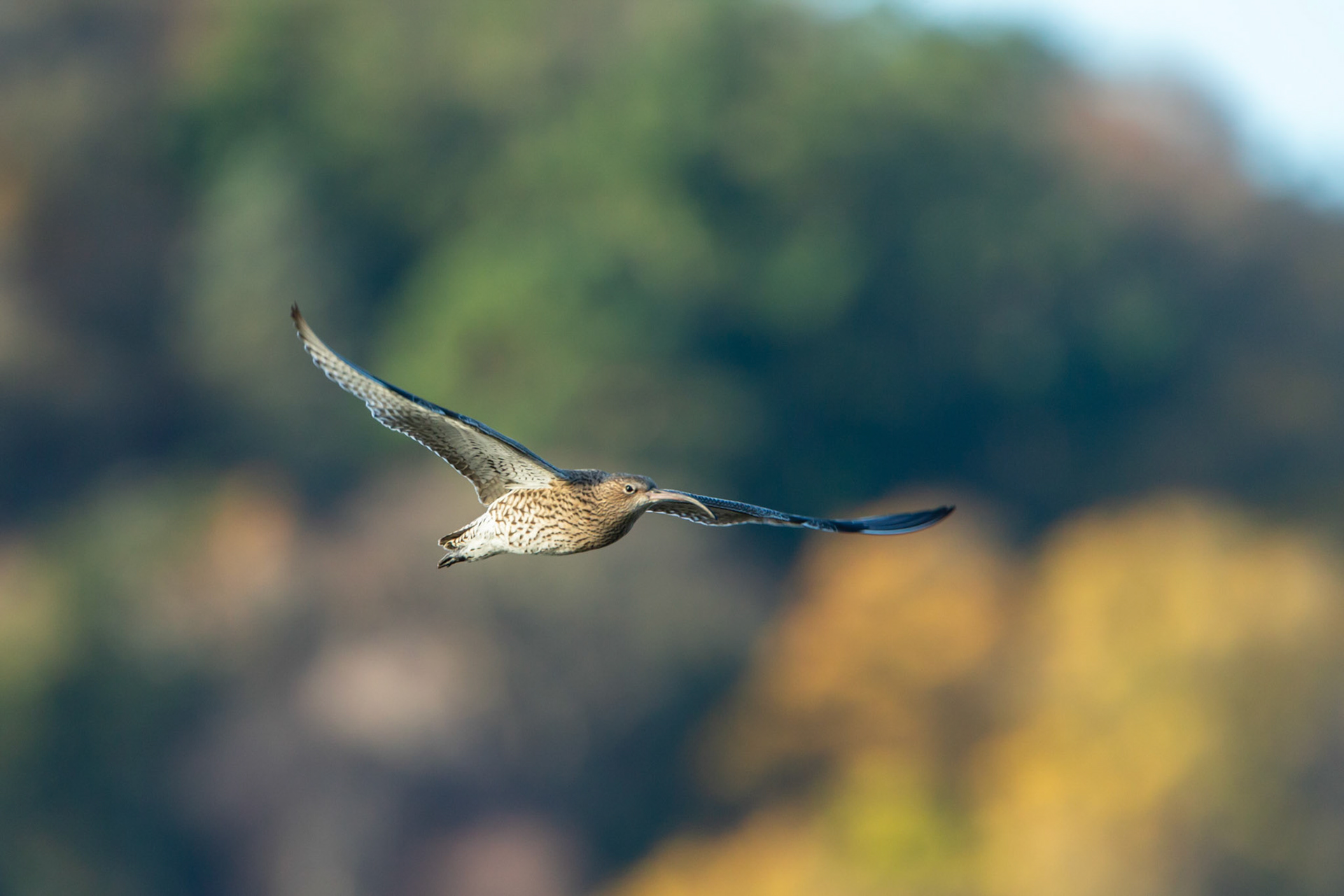 Curlew, numenius arquata, adult, male, in flight with autumn colour trees in background. Autumn, Wales, UK