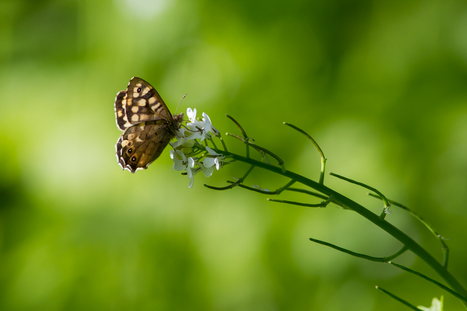 Speckled Wood butterfly, Pararge aegeria, adult, on plant, in close up, Spring, North Wales.